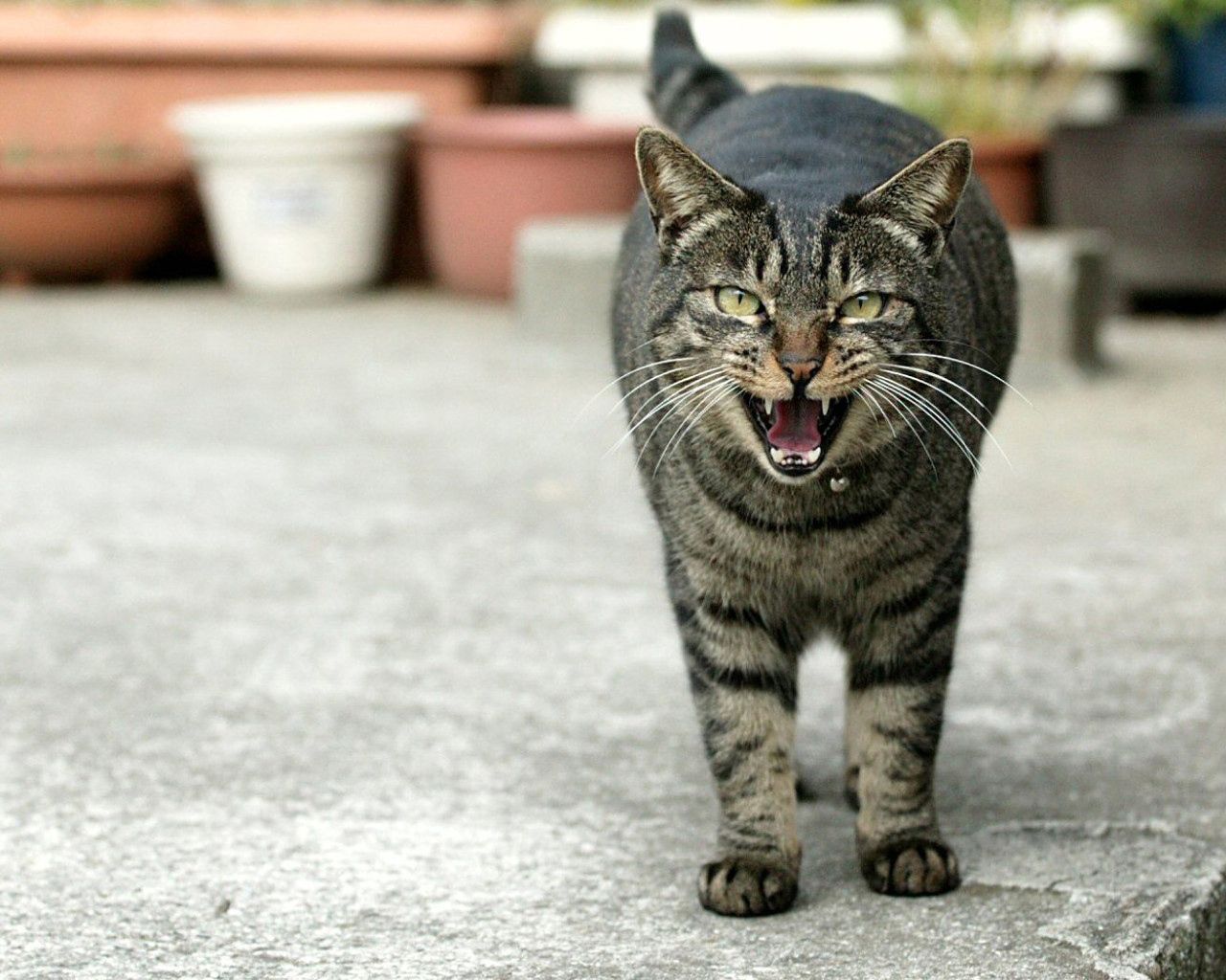 animals, cat, grin, striped, grey, mouth, meow
