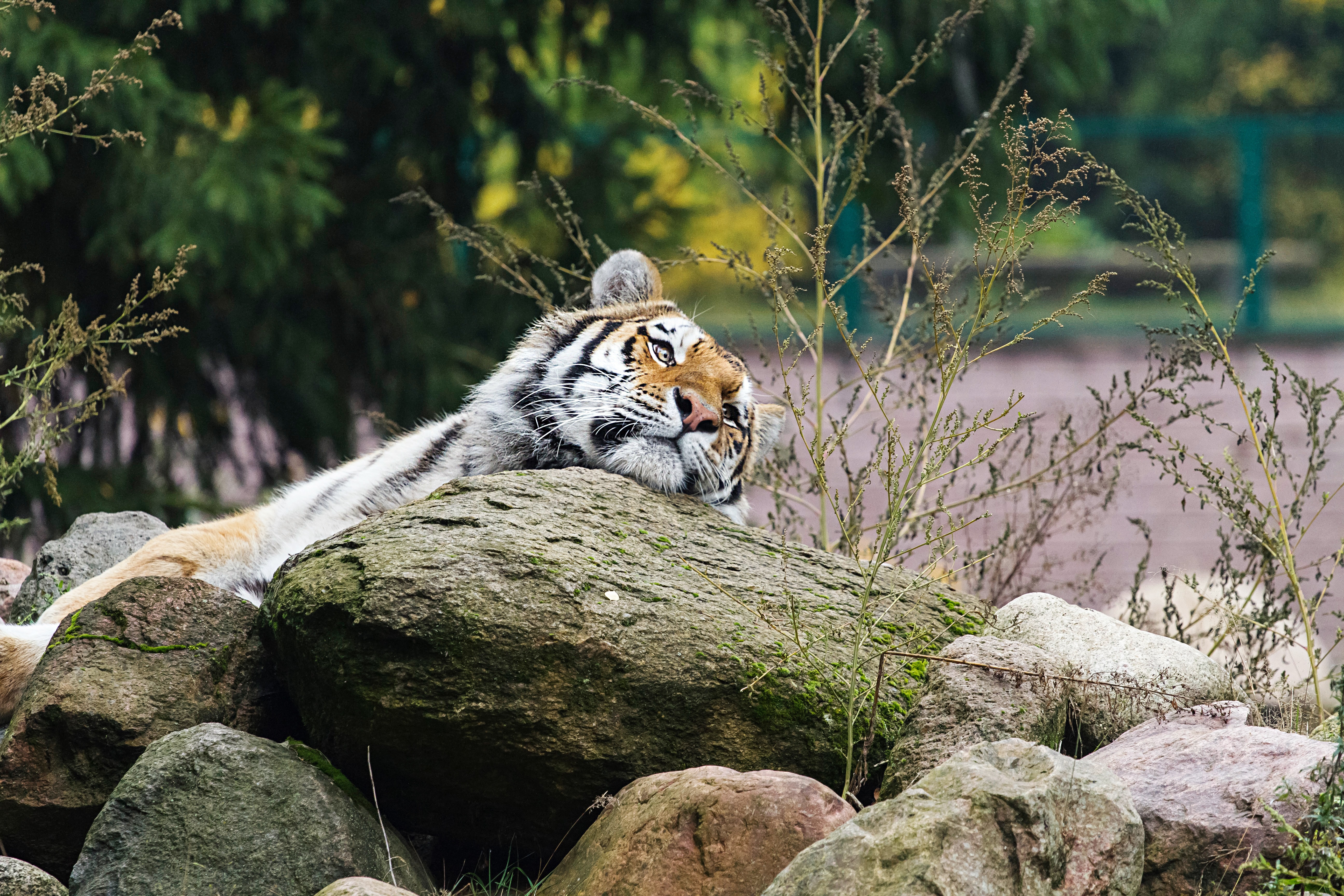 Download mobile wallpaper Striped, Big Cat, Predator, Animal, Animals, Tiger for free.