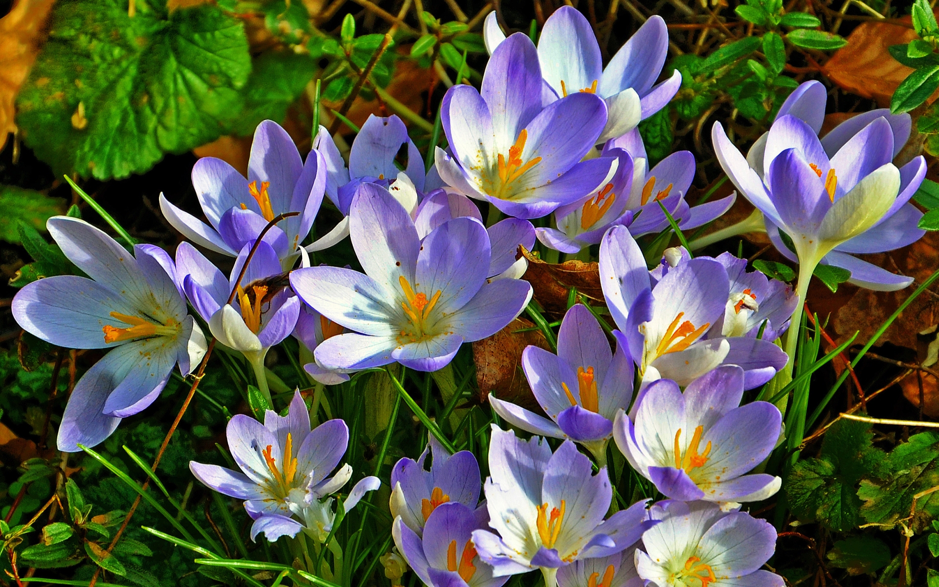 Descarga gratis la imagen Flores, Flor, Azafrán, Tierra/naturaleza en el escritorio de tu PC