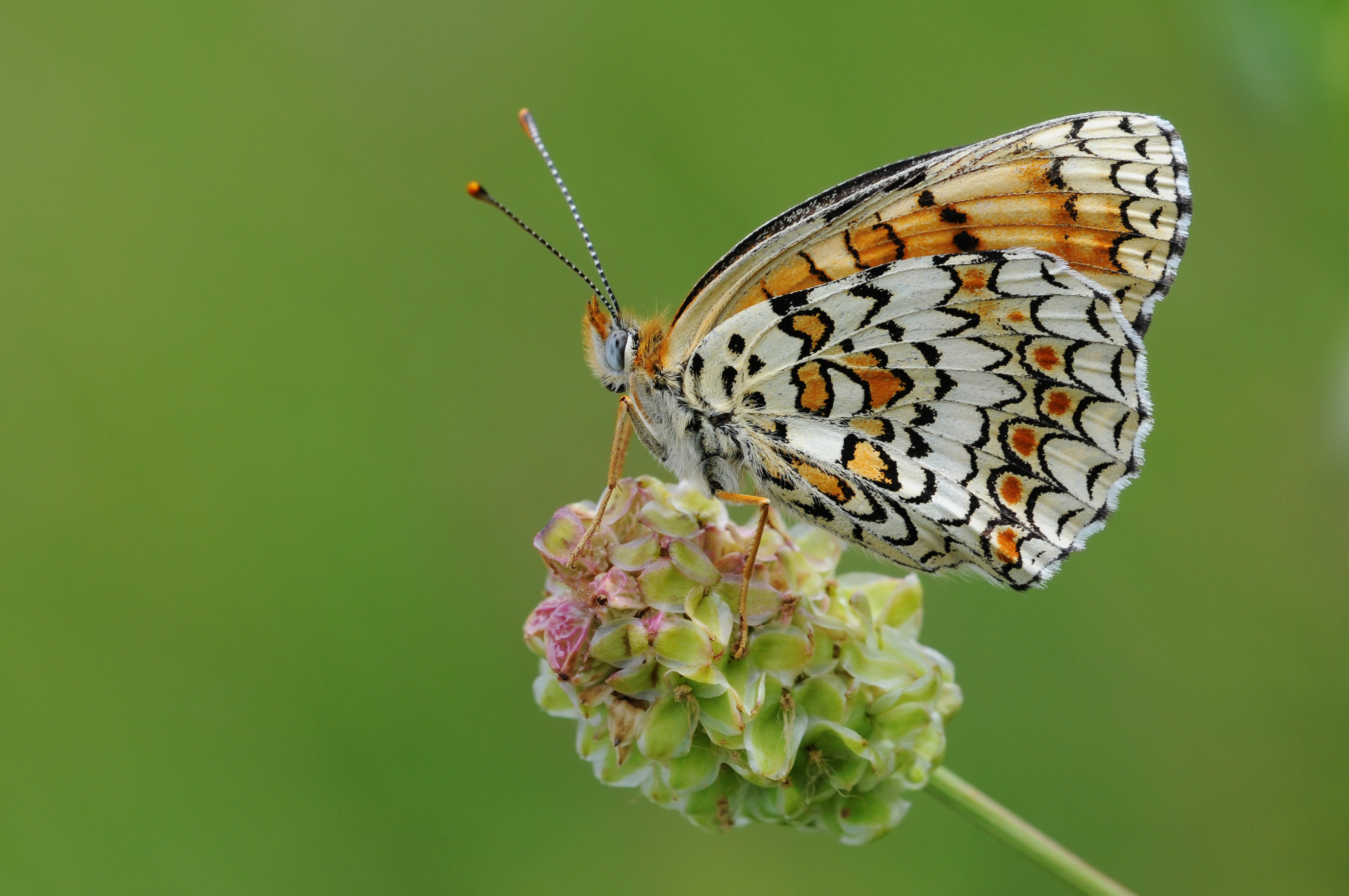 Laden Sie das Tiere, Schmetterlinge, Flockenblume Scheckenfalter-Bild kostenlos auf Ihren PC-Desktop herunter