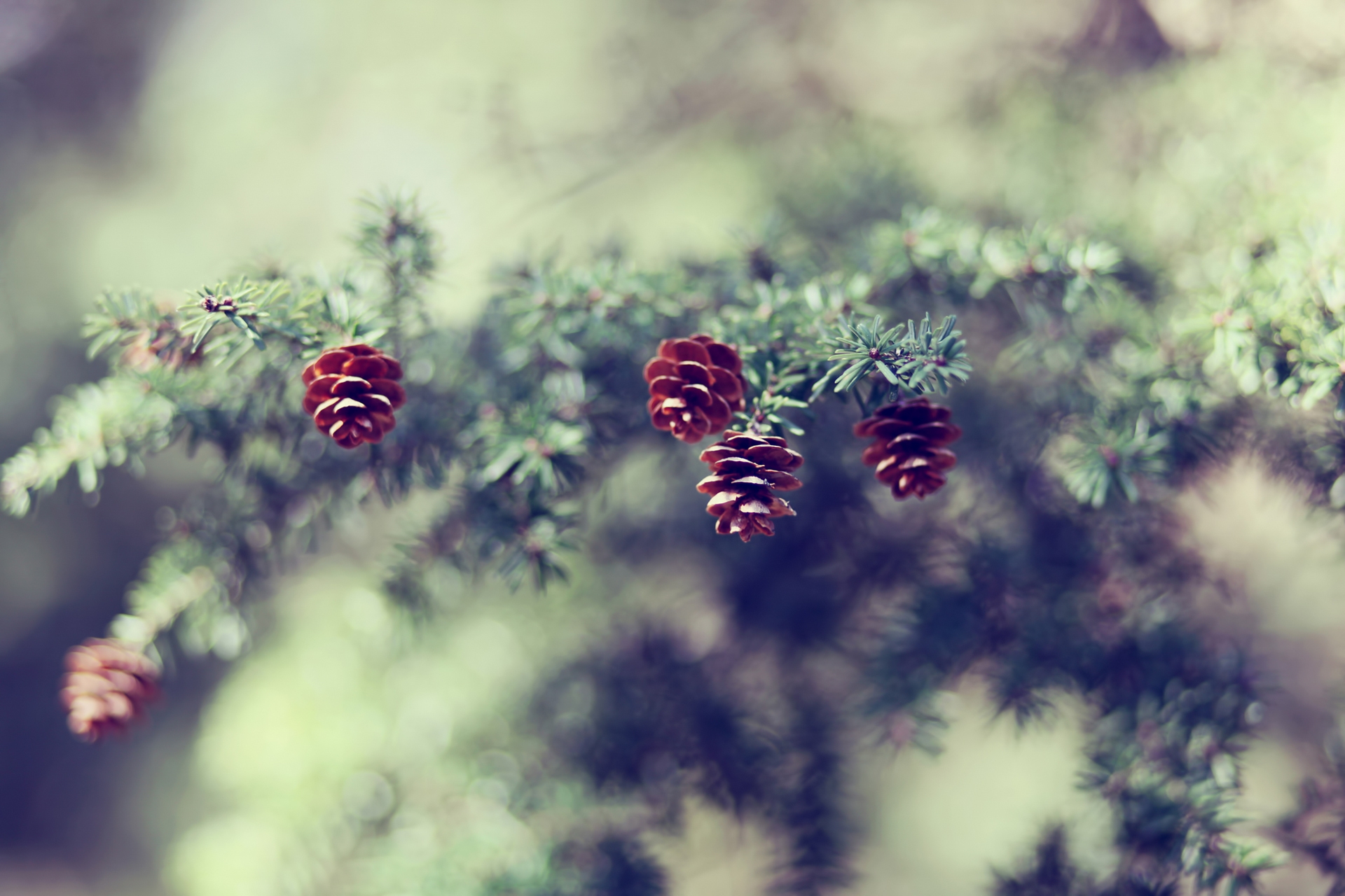 Download mobile wallpaper Spruce, Fir, Cones, Branch, Nature, Blur for free.