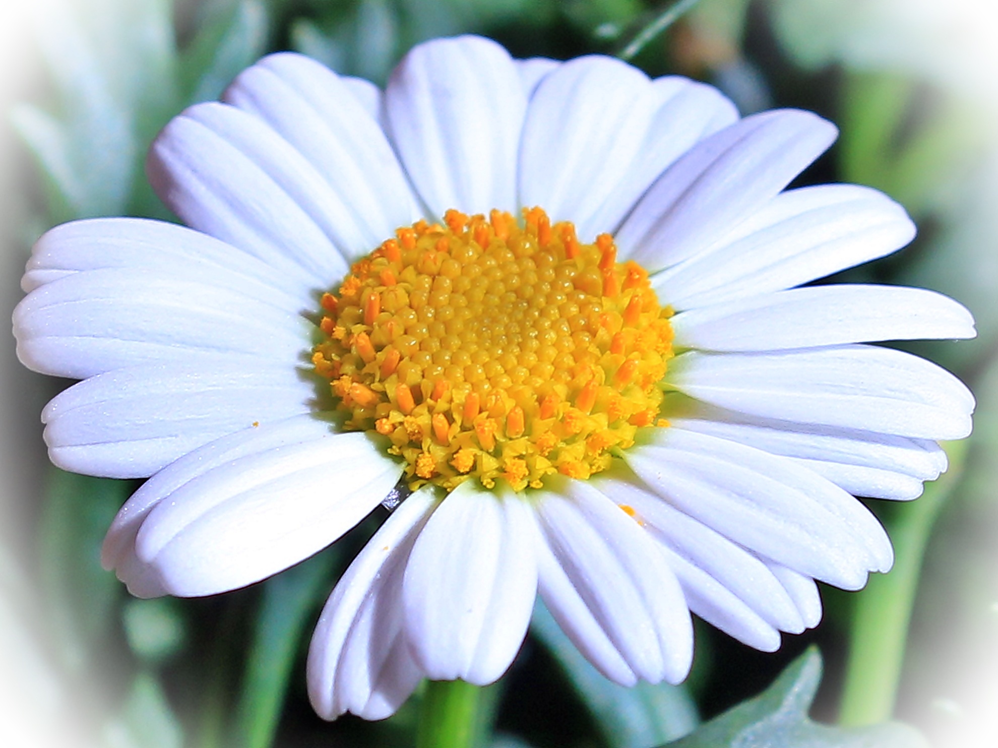 Free download wallpaper Flowers, Flower, Earth, Petal, Daisy, White Flower on your PC desktop