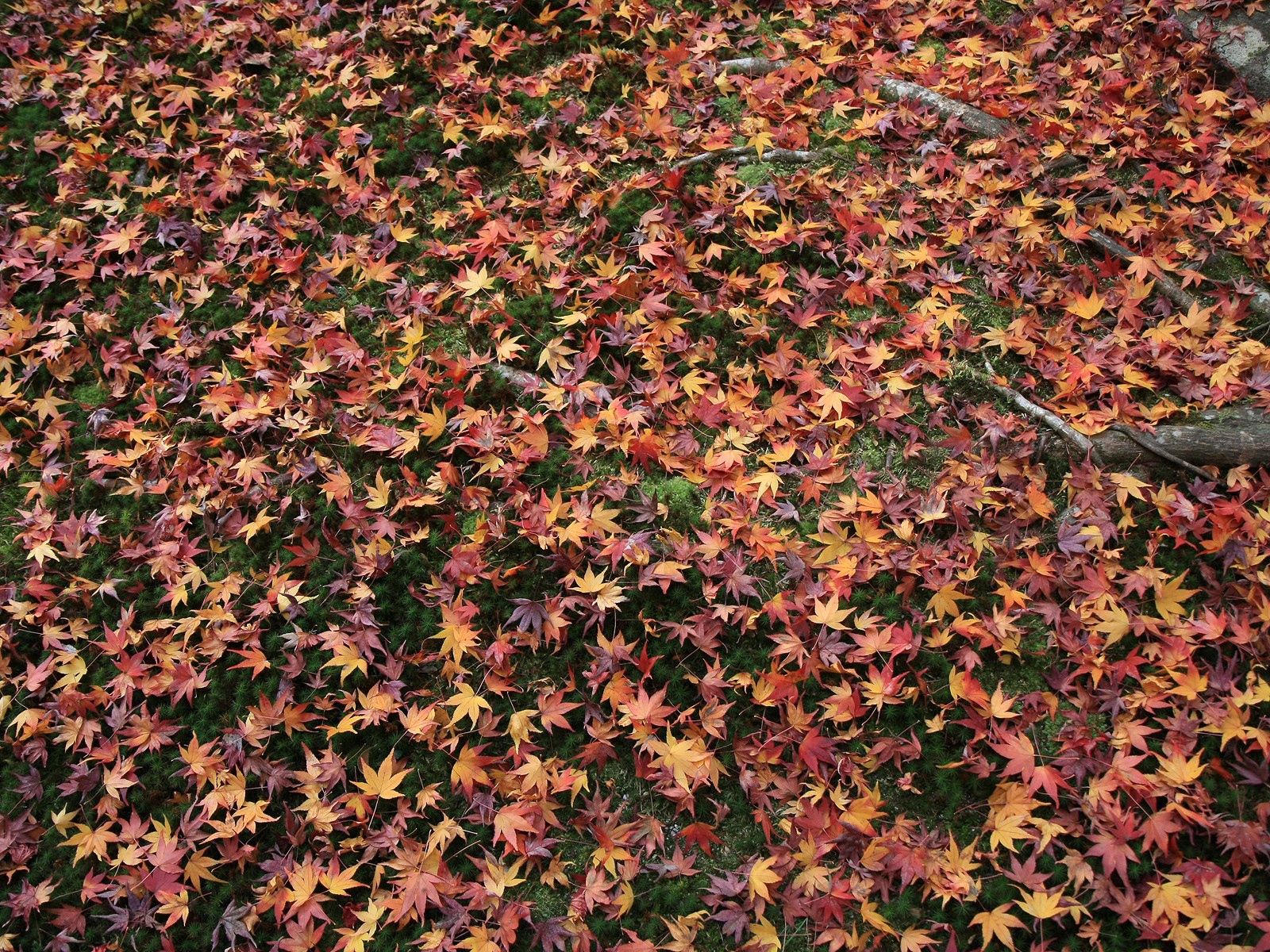 137794 baixar papel de parede natureza, grama, outono, folhas, caído - protetores de tela e imagens gratuitamente