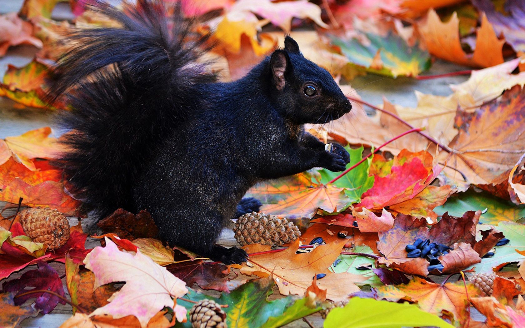 86436 скачать картинку осень, животные, шишки, белка, листва, черная - обои и заставки бесплатно