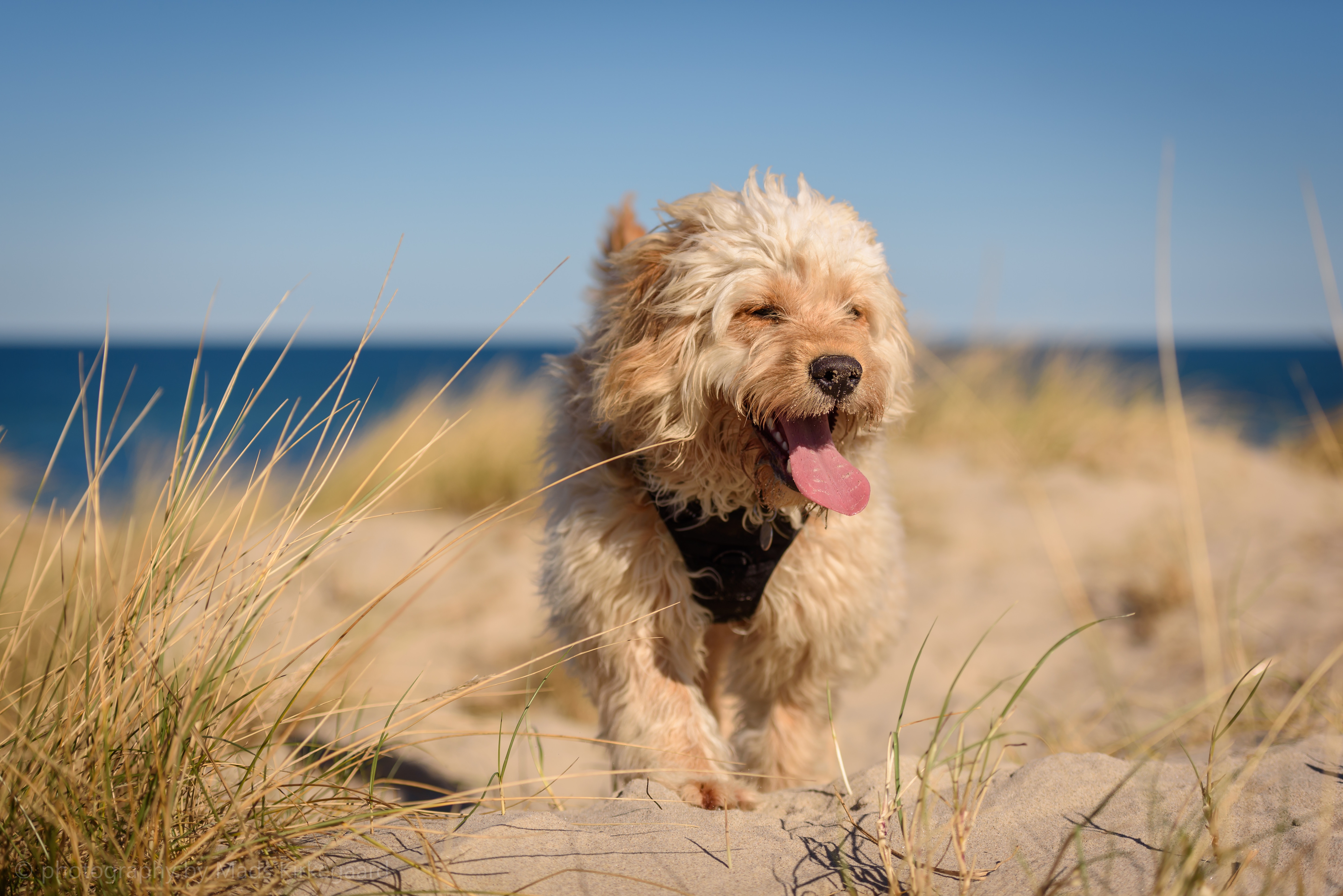 Free download wallpaper Dogs, Dog, Animal, Dutch Smoushond on your PC desktop