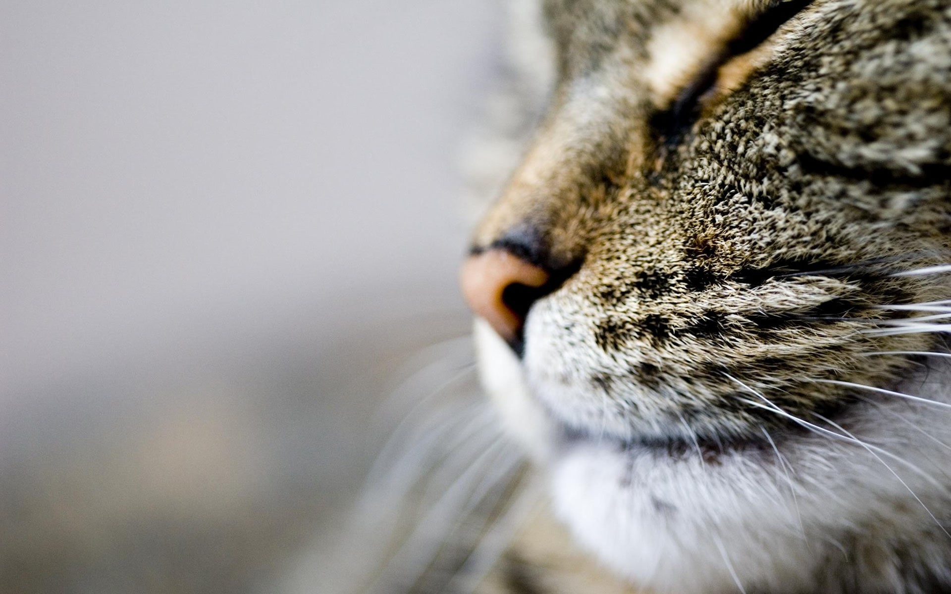 Téléchargez gratuitement l'image Animaux, Chats, Chat sur le bureau de votre PC