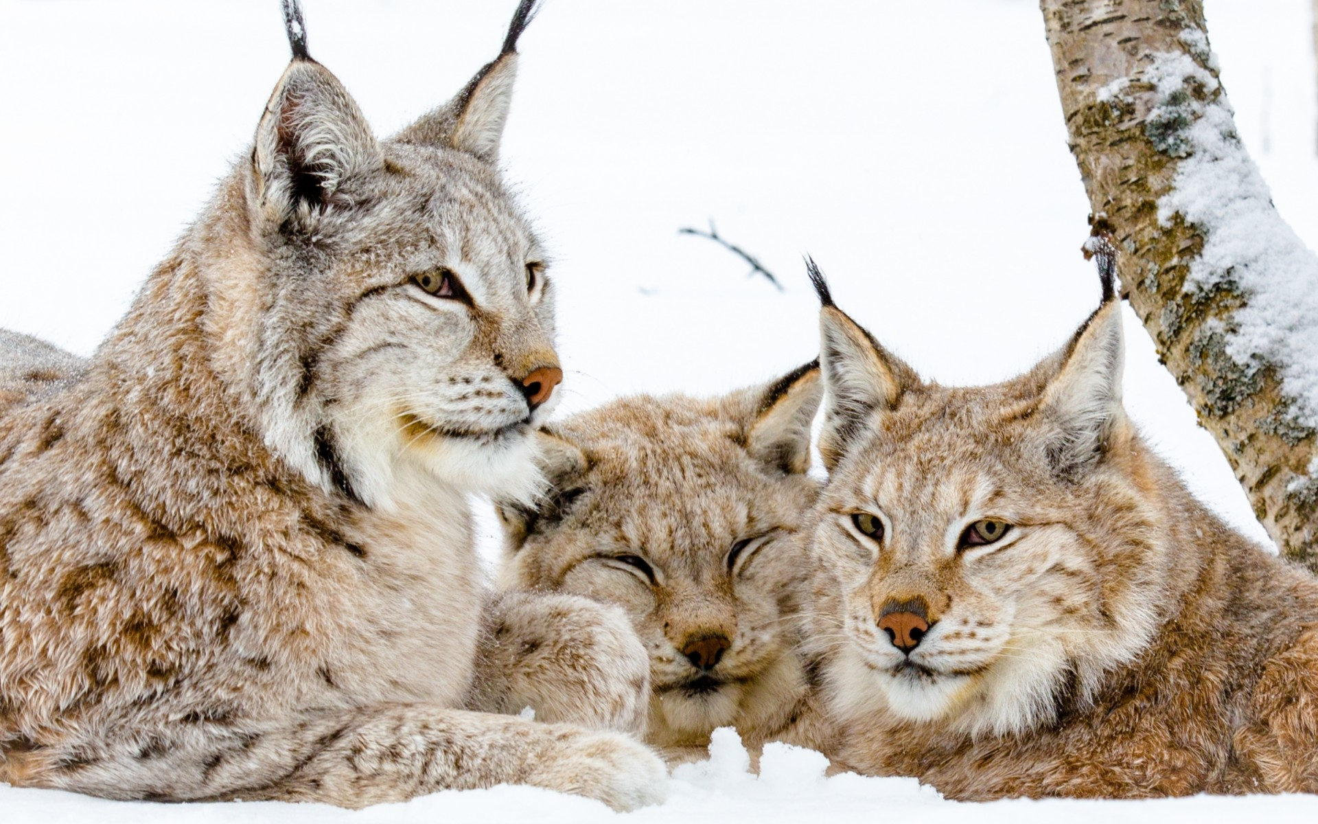 Téléchargez des papiers peints mobile Animaux, Chats, Lynx gratuitement.