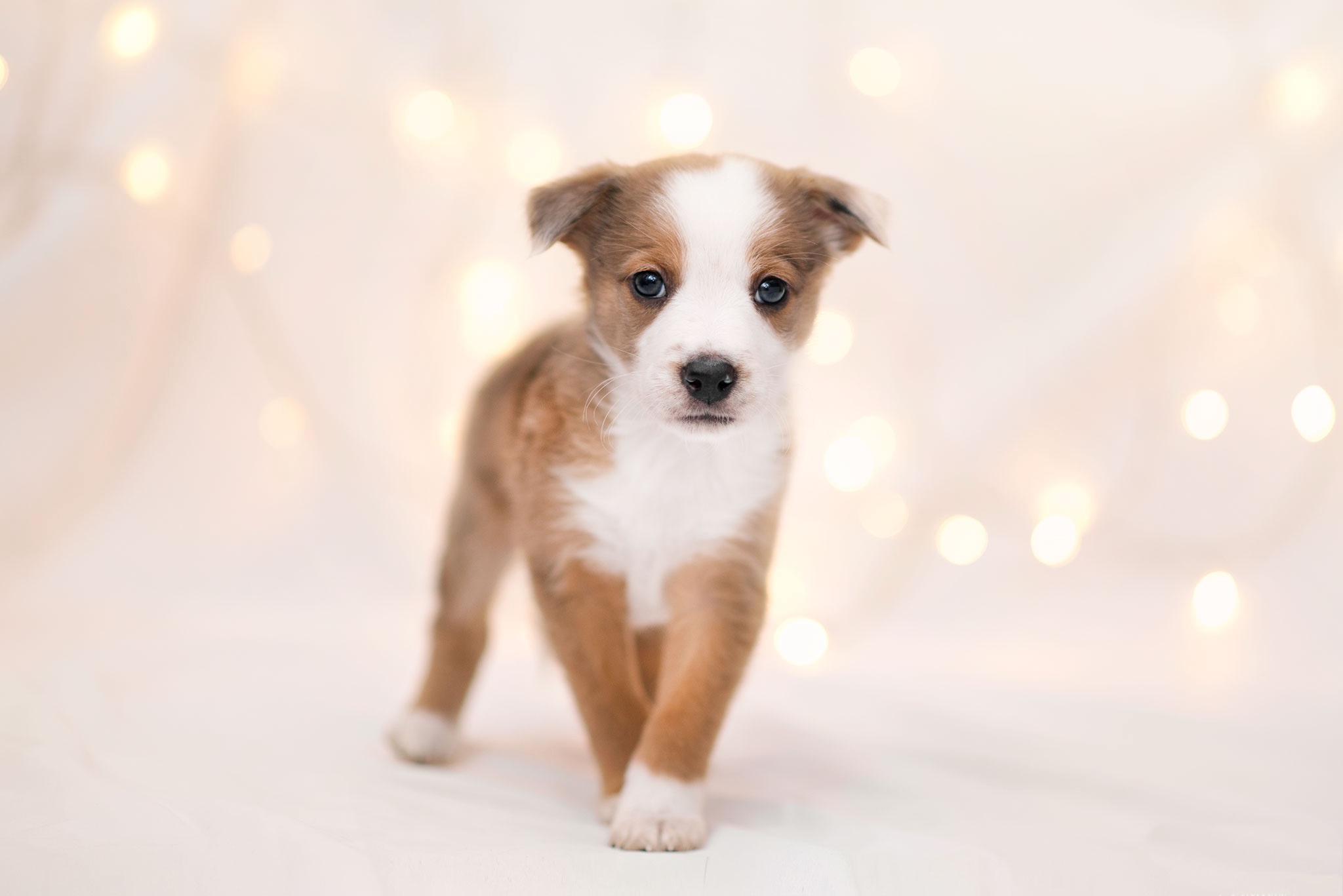 Téléchargez gratuitement l'image Animaux, Chiens, Chien, Chiot, Bokeh, Bébé Animal sur le bureau de votre PC