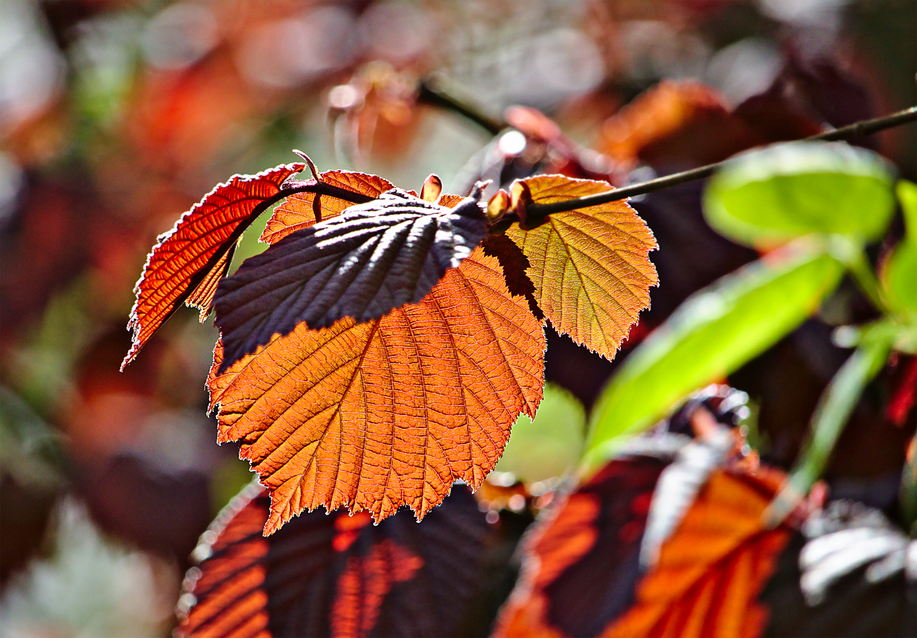 Laden Sie das Herbst, Makro, Blatt, Bokeh, Erde/natur, Sonnenschein-Bild kostenlos auf Ihren PC-Desktop herunter