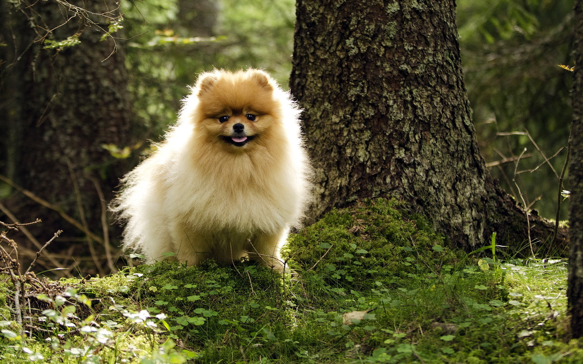 Download mobile wallpaper Dogs, Dog, Forest, Animal, Cute for free.