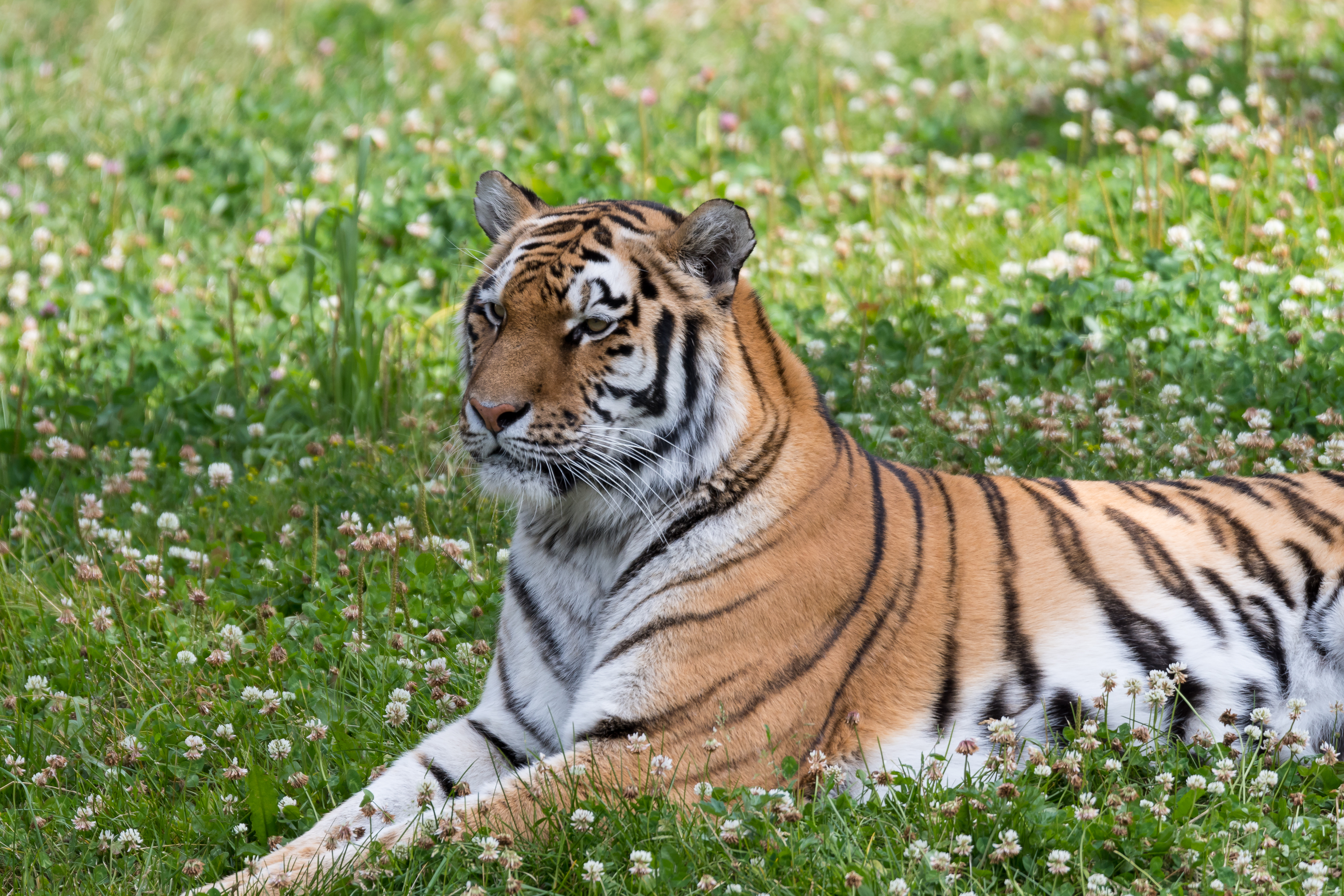 Free download wallpaper Grass, Predator, Tiger, Stripes, Animals, Big Cat, Streaks on your PC desktop