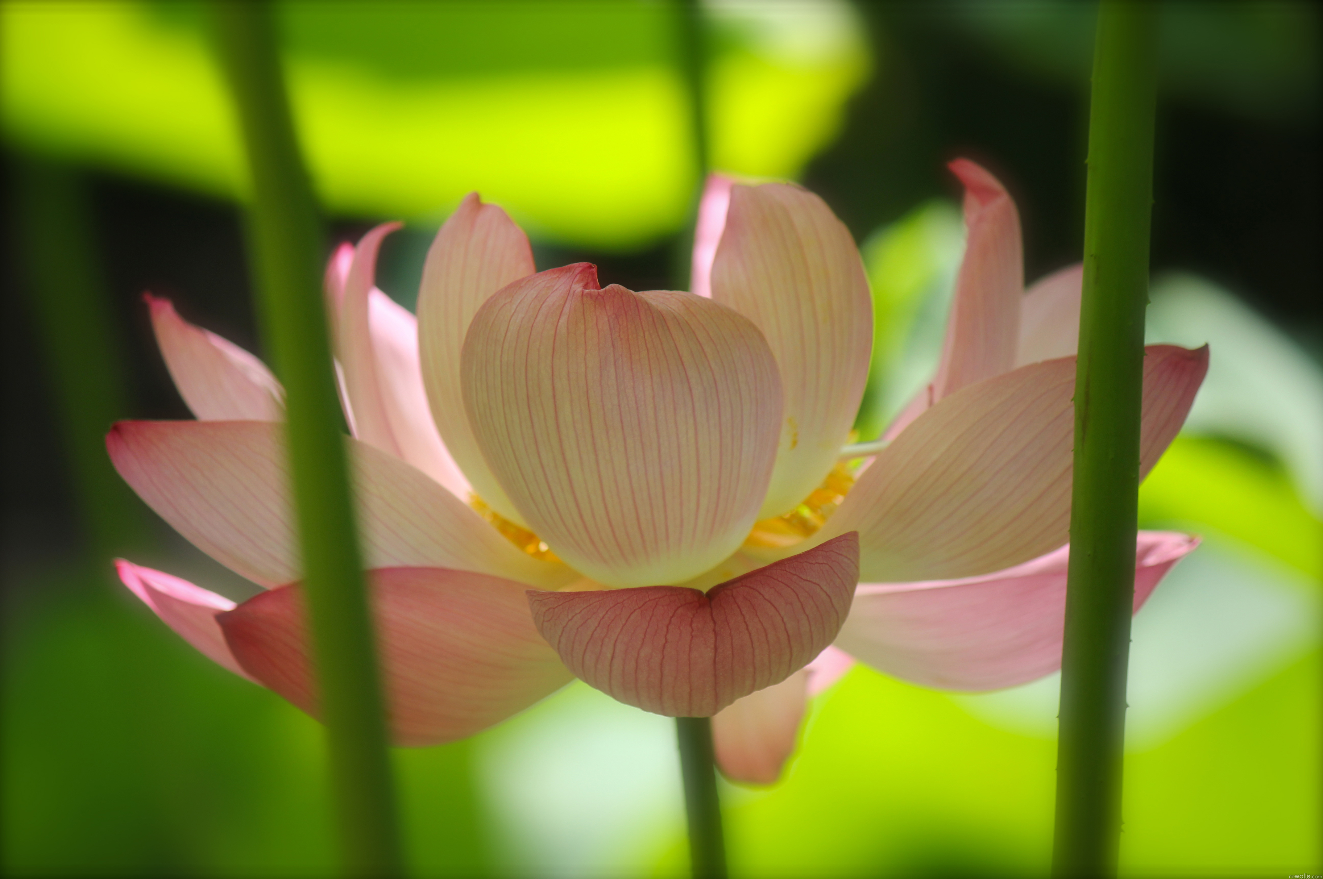 Téléchargez des papiers peints mobile Lotus, Fleurs, Fleur, Terre/nature gratuitement.