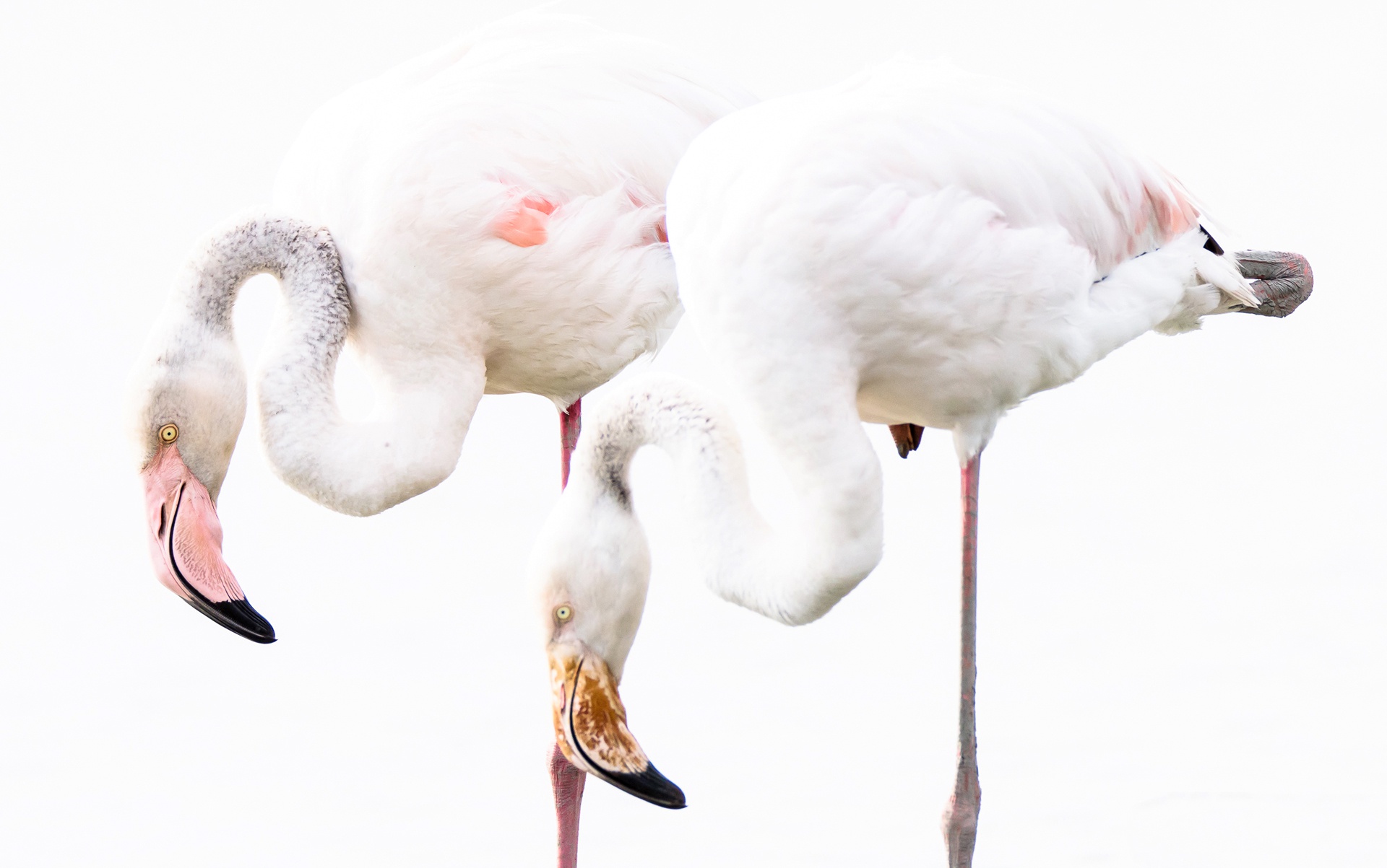 Download mobile wallpaper Birds, Flamingo, Bird, Beak, Animal for free.