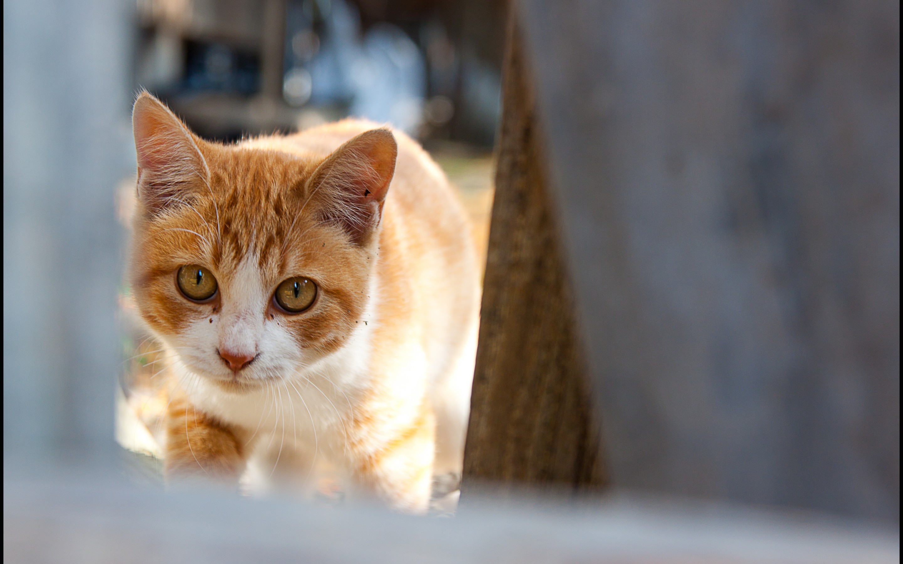 PCデスクトップにネコ, 猫, 動物画像を無料でダウンロード