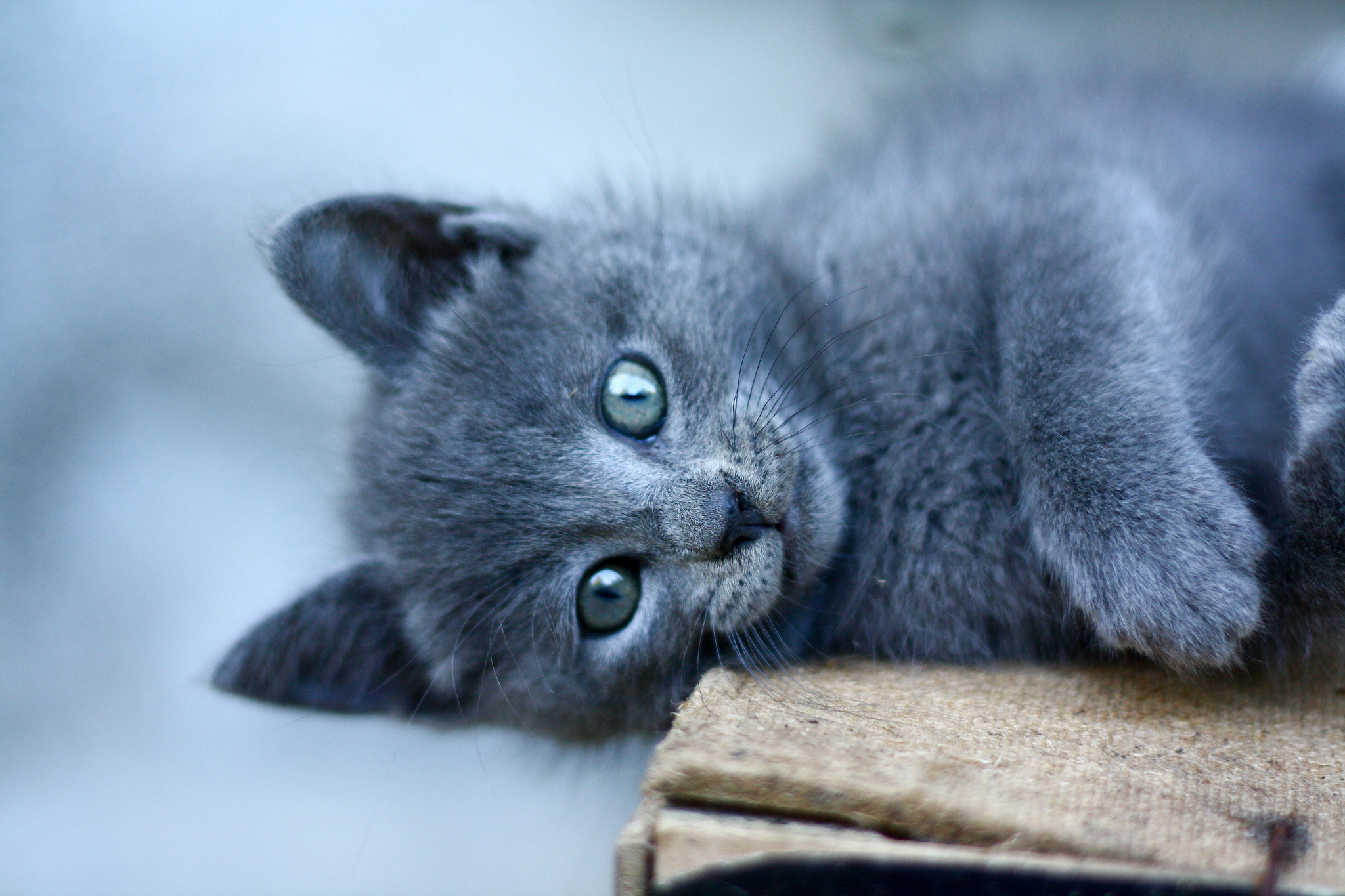 309483 Protetores de tela e papéis de parede Gatos em seu telefone. Baixe  fotos gratuitamente