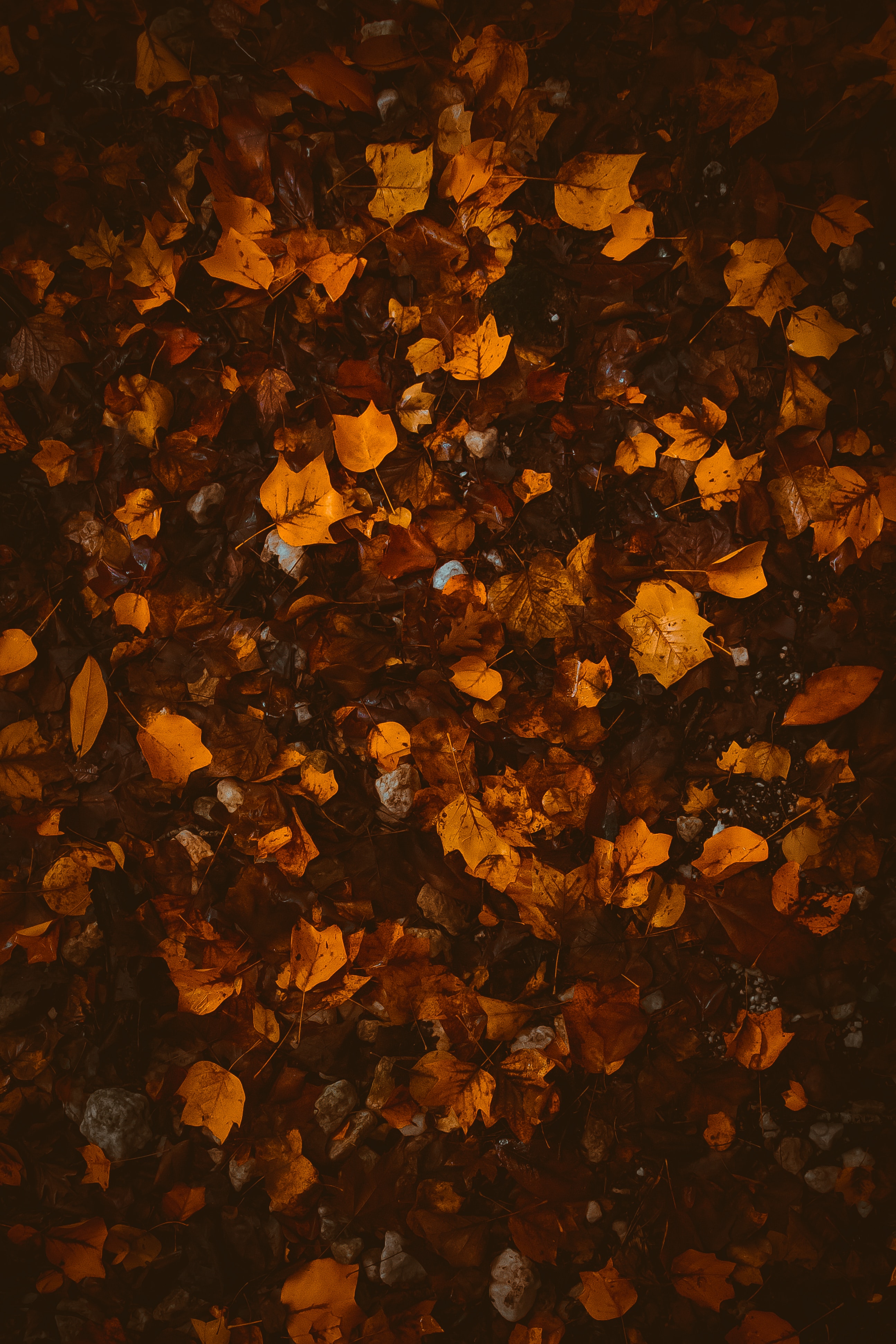 97641 descargar imagen naturaleza, otoño, hojas, amarillo, marrón, follaje, caído: fondos de pantalla y protectores de pantalla gratis