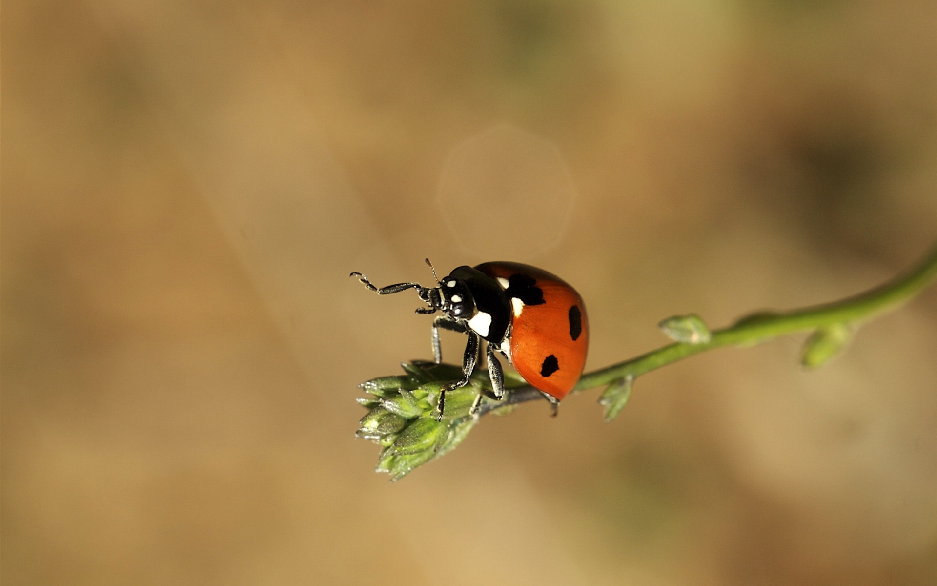 Download mobile wallpaper Animal, Ladybug for free.