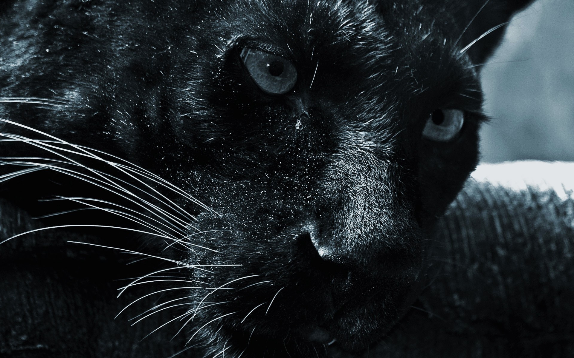 252811 Bild herunterladen jaguar, tiere, panther, katzen - Hintergrundbilder und Bildschirmschoner kostenlos