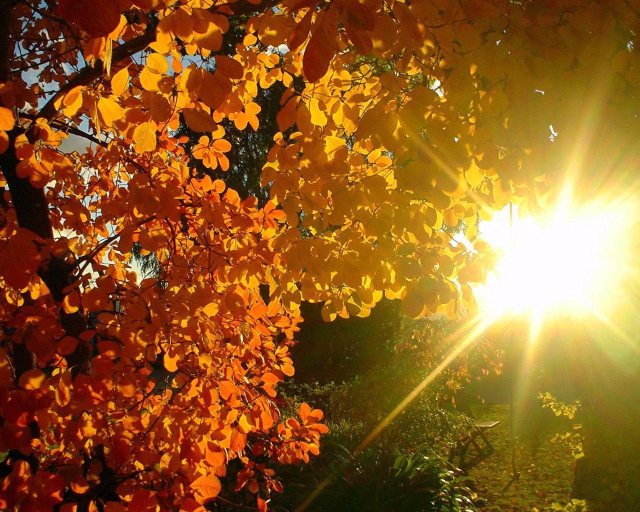 Download mobile wallpaper Wood, Beams, Rays, Leaves, Glare, Tree, Sun, Shine, Light, Nature, Autumn for free.