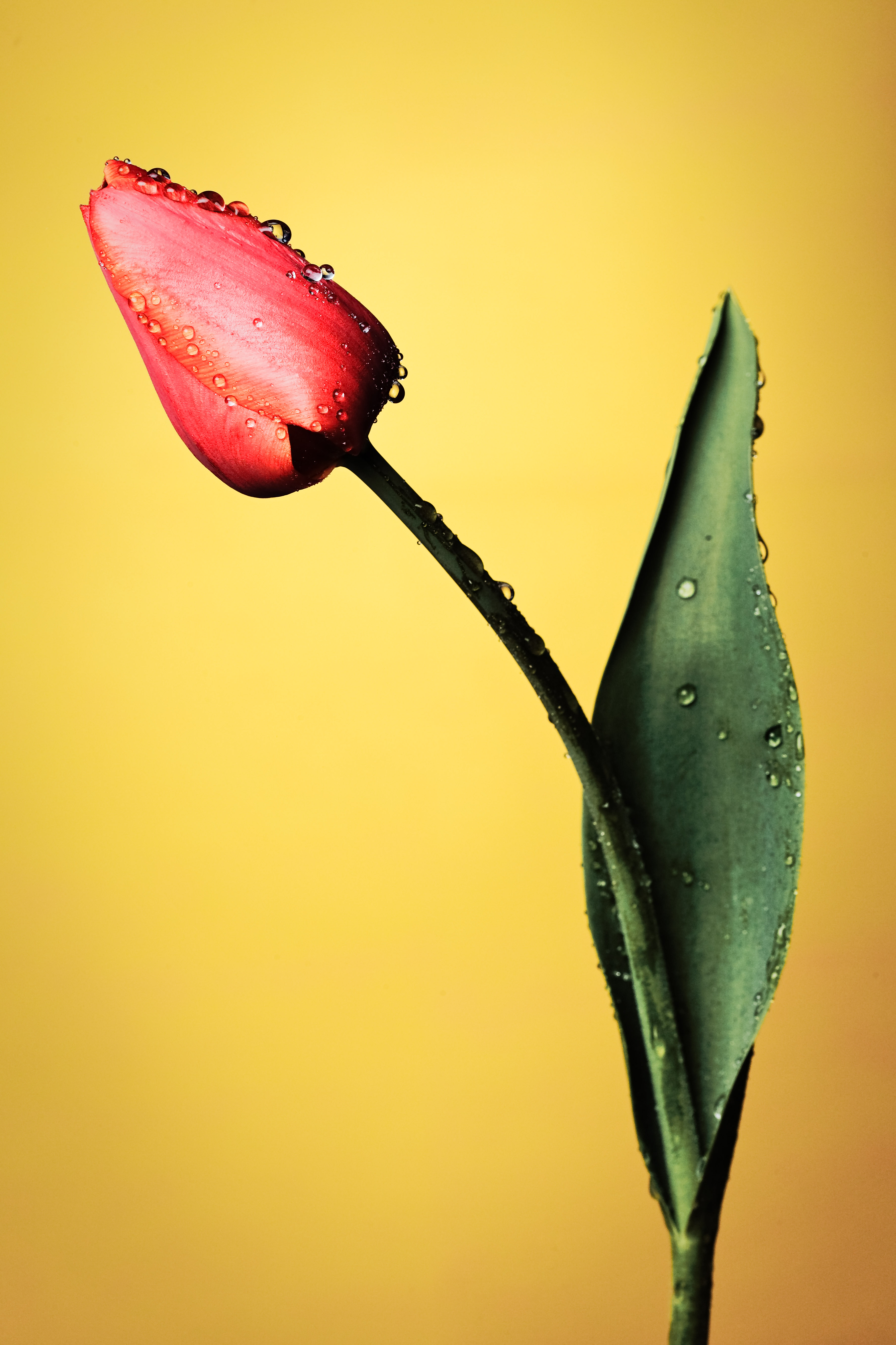 Download mobile wallpaper Wet, Tulip, Flowers, Flower, Drops for free.