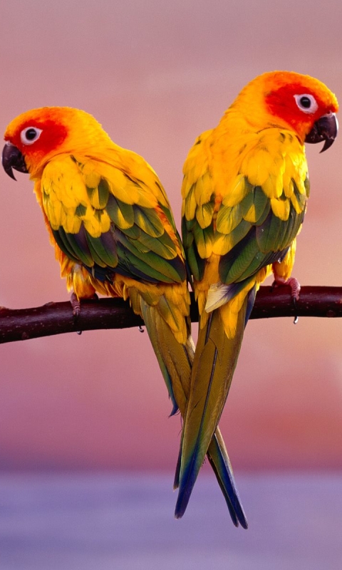 1127053 скачать обои животные, солнечный попугай, птицы - заставки и картинки бесплатно