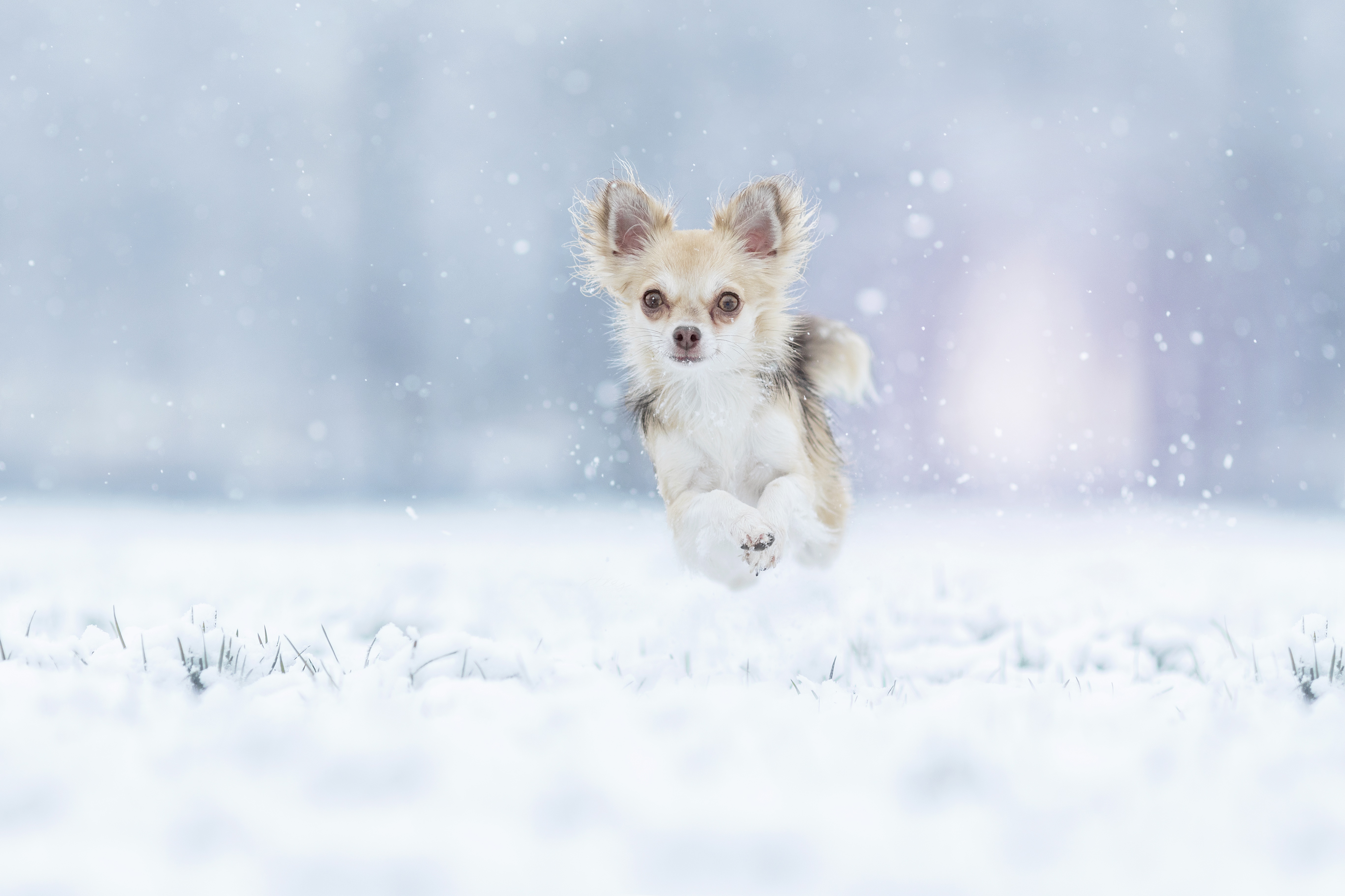 491965壁紙のダウンロード動物, チワワ, 犬, ジャンプ, ランニング, 雪, 冬-スクリーンセーバーと写真を無料で
