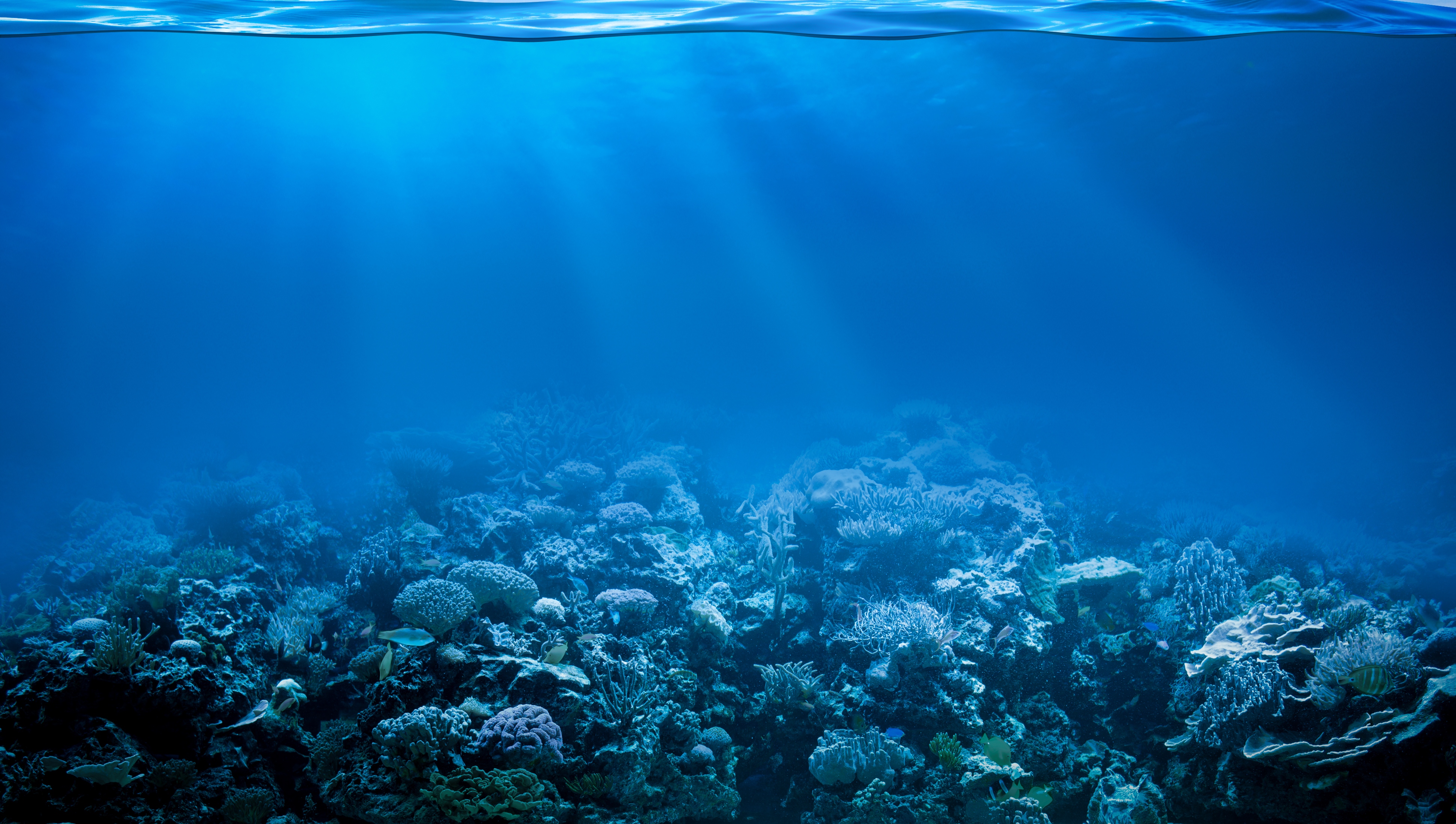 673404 descargar fondo de pantalla arrecife de coral, animales, coral, rayo de sol, submarina: protectores de pantalla e imágenes gratis