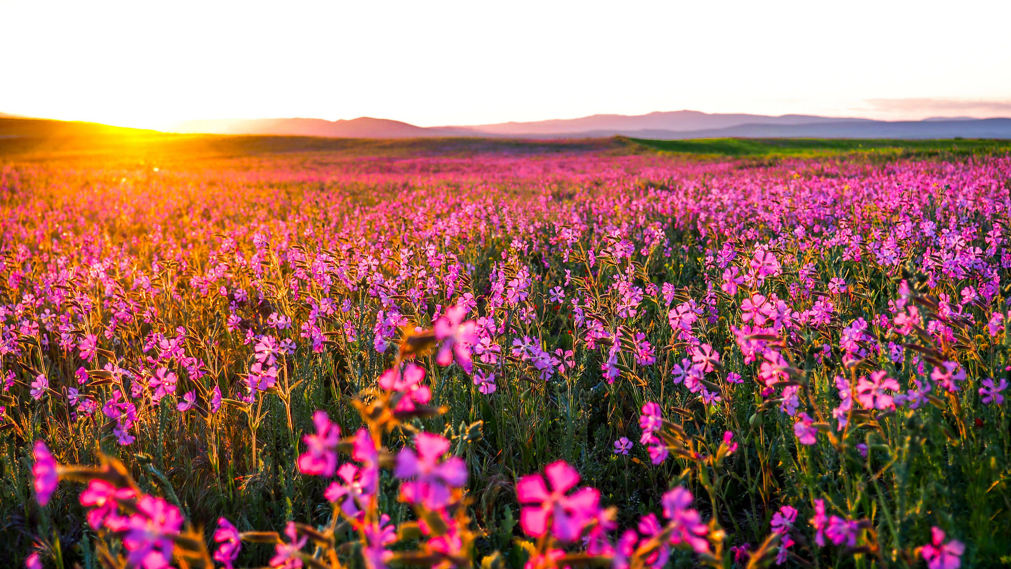 sunrise, earth, field, flower, landscape, morning, pink flower