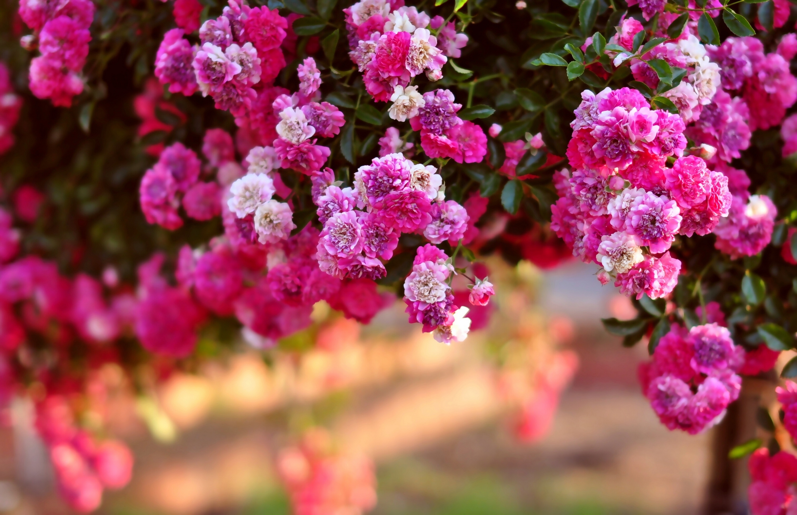 Baixar papel de parede para celular de Flores, Rosa, Flor, Arbusto, Terra/natureza, Arbusto De Rosas gratuito.