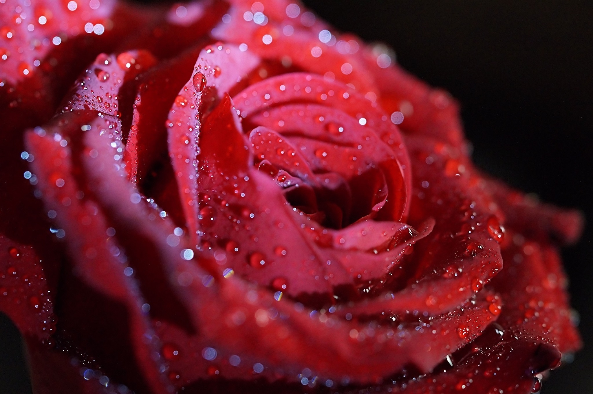 Téléchargez gratuitement l'image Macro, Fleur, Drops, Pétales, Une Rose, Rose sur le bureau de votre PC