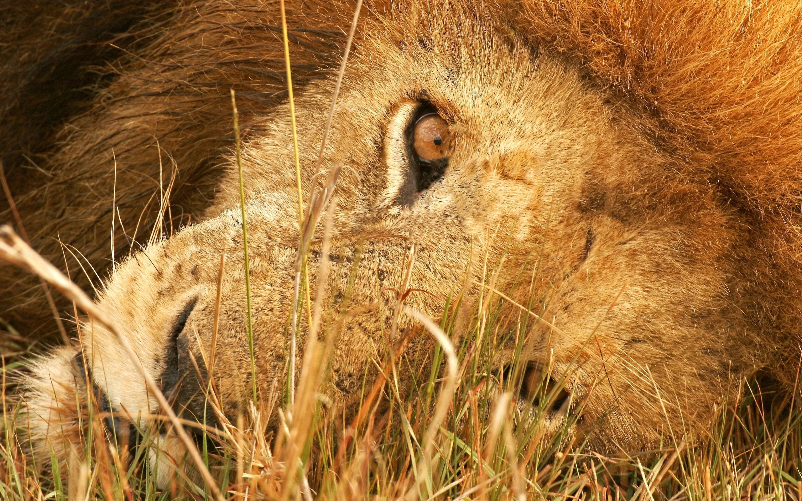 Wallpaper Full HD big cat, animals, grass, to lie down, lie, eyes, lion, predator