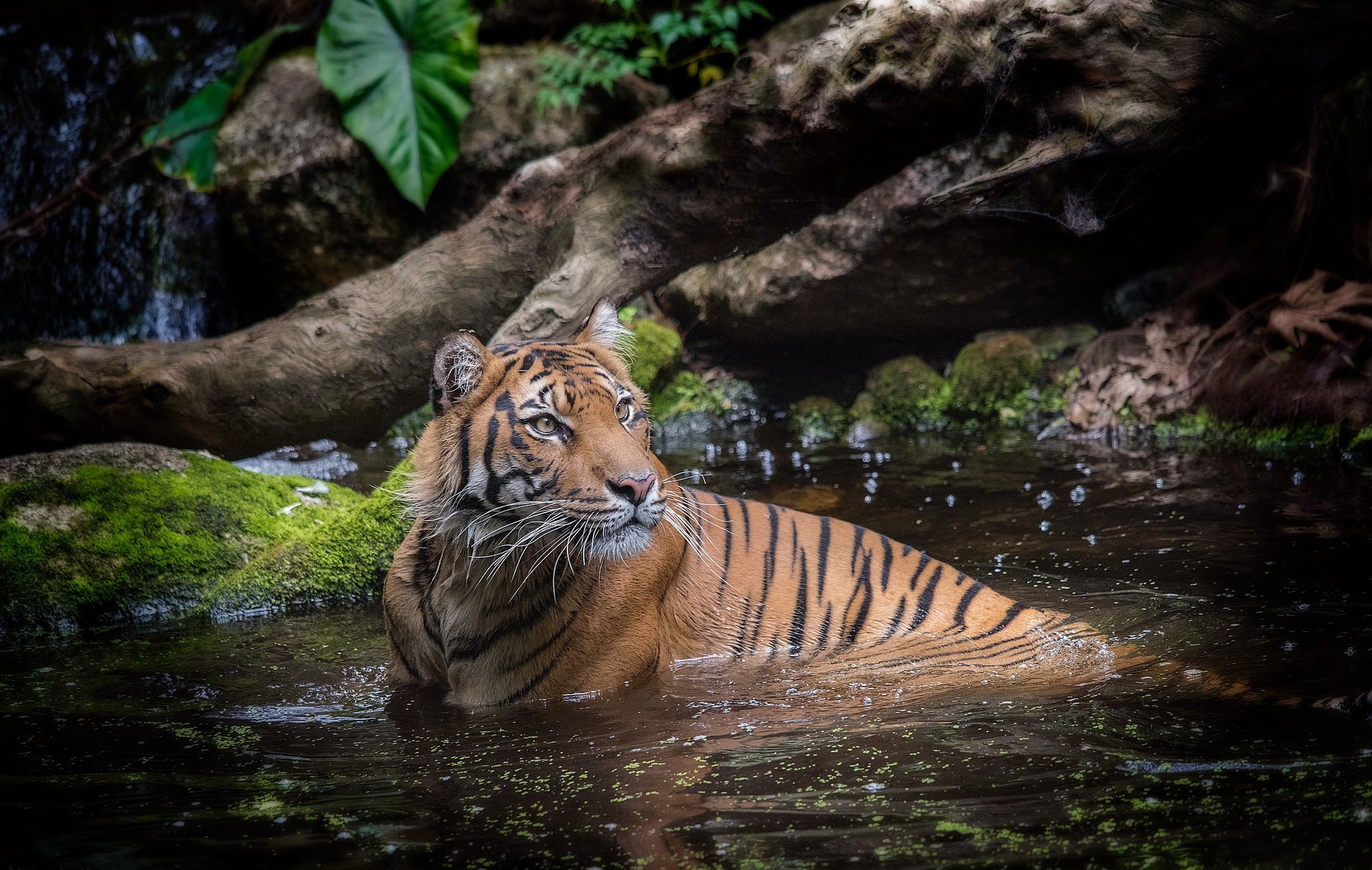 Descarga gratuita de fondo de pantalla para móvil de Animales, Gatos, Tigre.