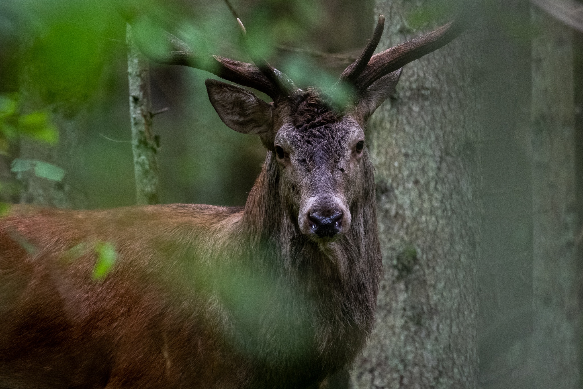 Free download wallpaper Animal, Deer on your PC desktop