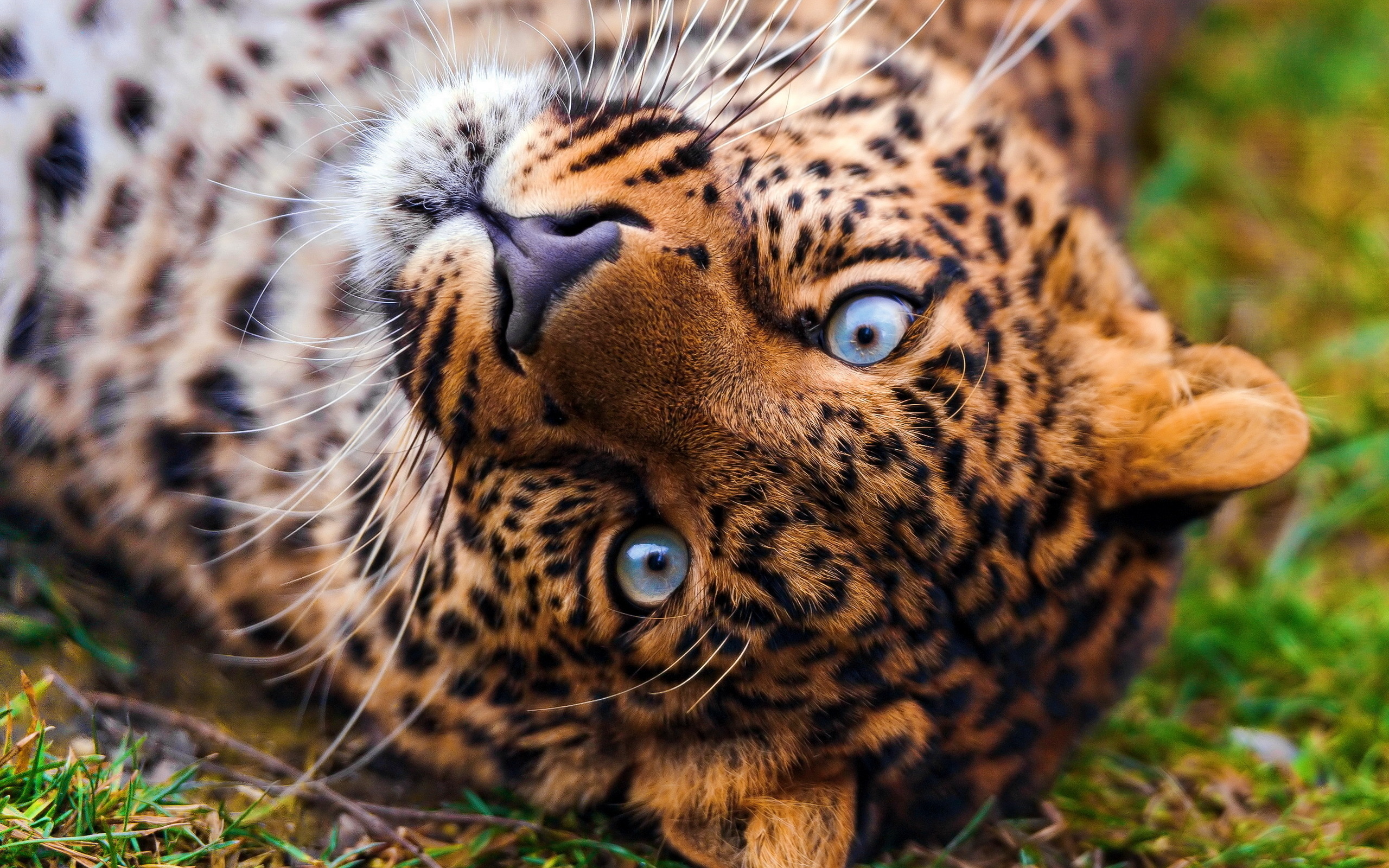 Descarga gratuita de fondo de pantalla para móvil de Animales, Leopardo.