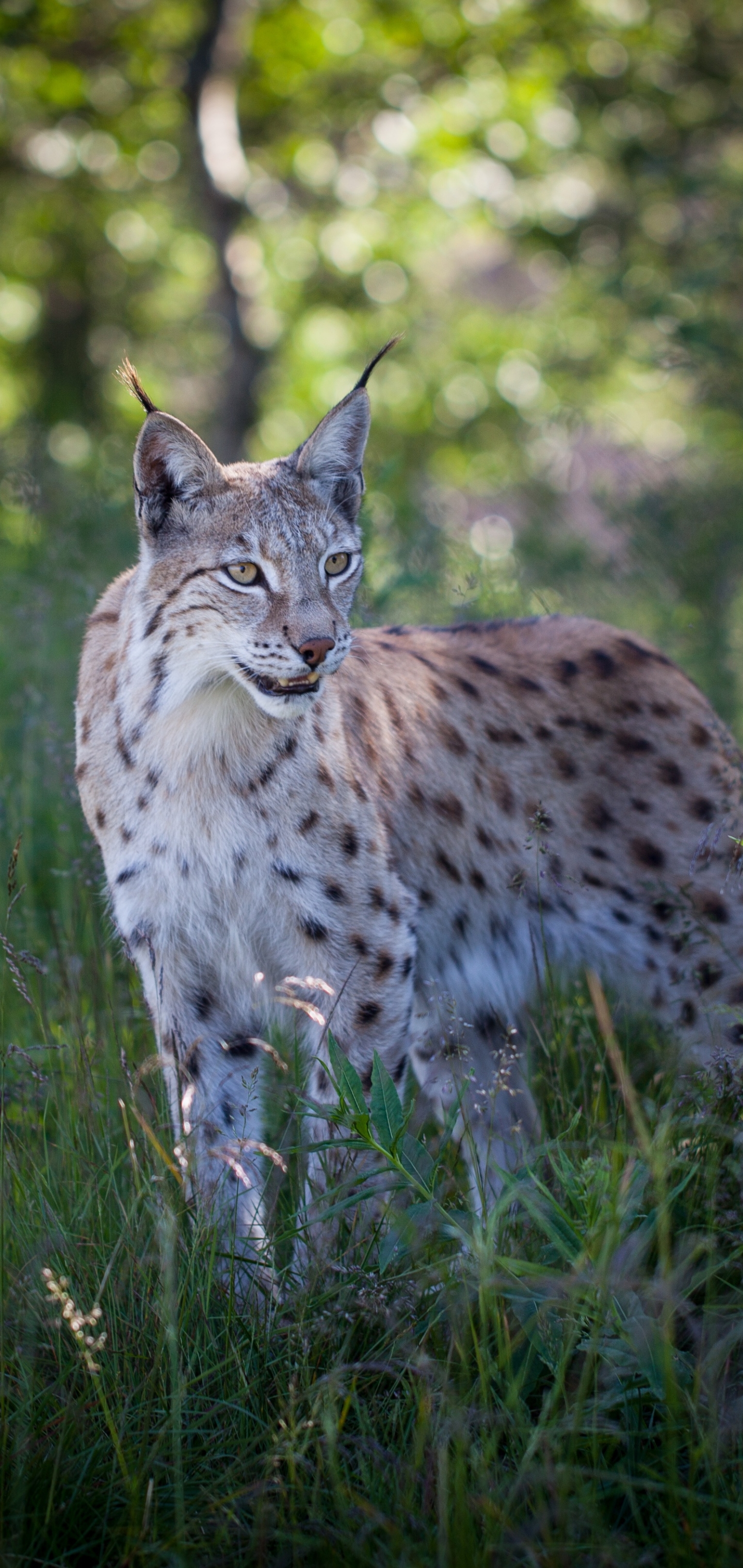 Descarga gratuita de fondo de pantalla para móvil de Animales, Gatos, Lince.