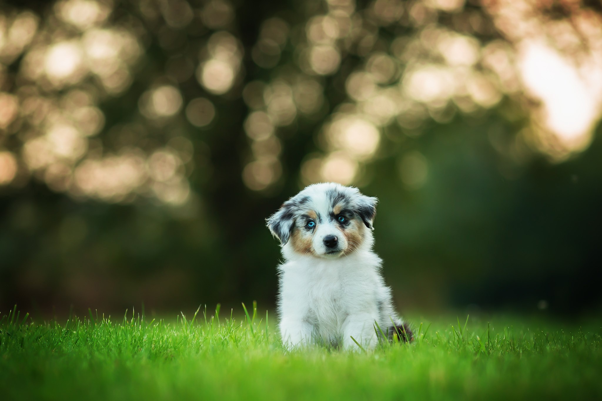 Descarga gratuita de fondo de pantalla para móvil de Animales, Perros, Perro, Cachorro, Bokeh, Pastor Australiano, Bebe Animal, Profundidad De Campo.