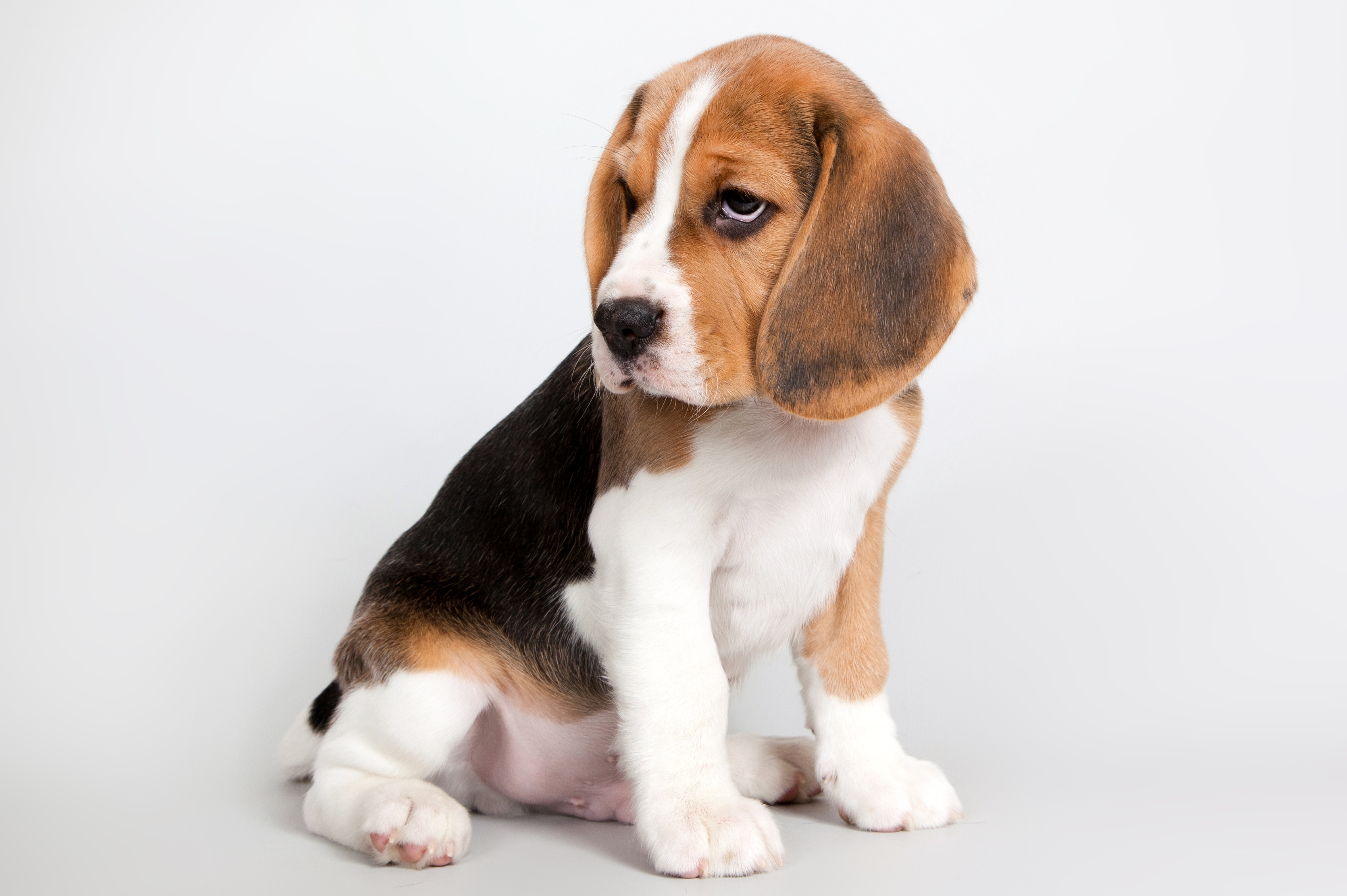 Free download wallpaper Dogs, Dog, Animal, Puppy, Cute, Beagle, Baby Animal on your PC desktop