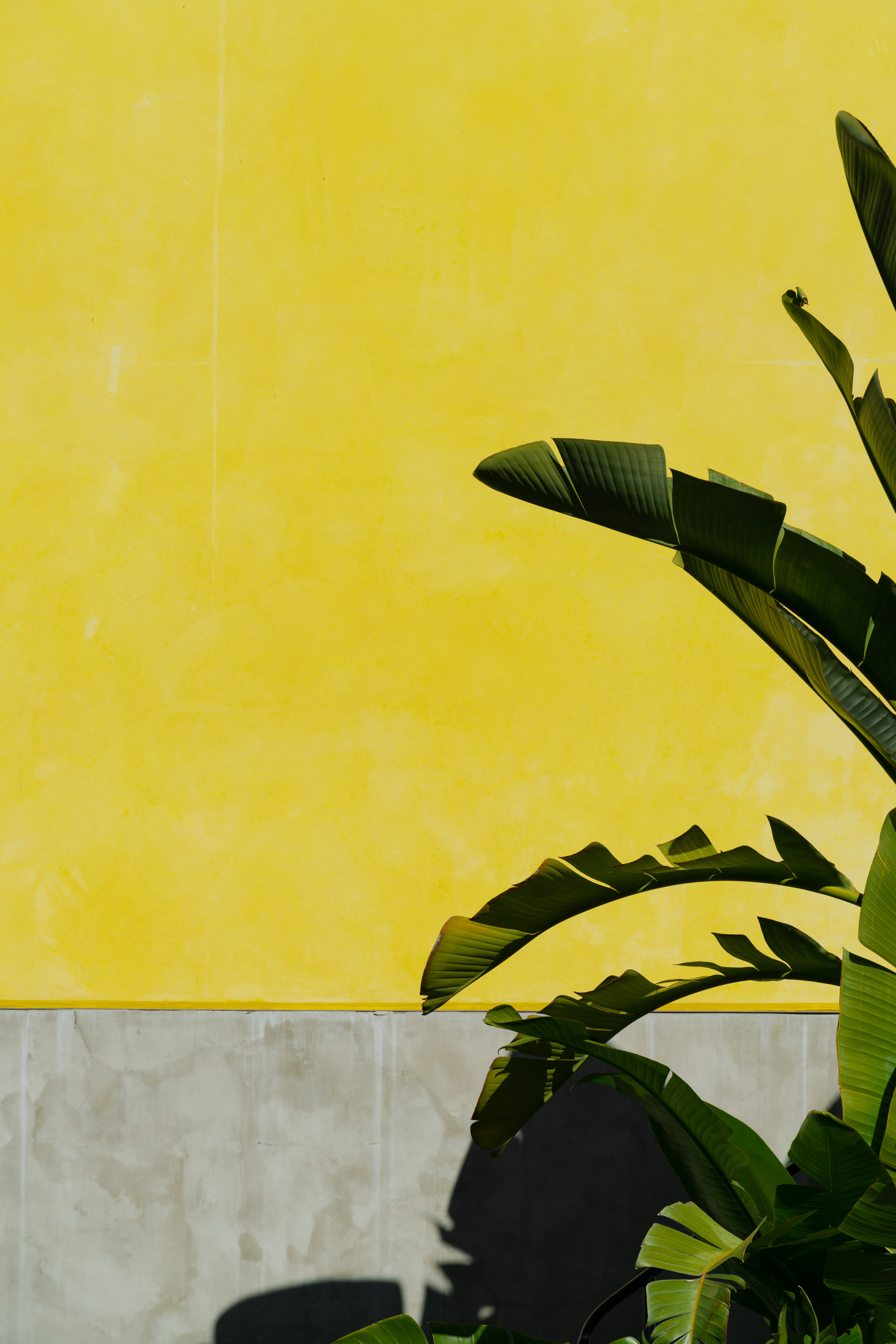 Скачать обои бесплатно Банановая Пальма, Желтый, Растение, Листья, Стена, Разное картинка на рабочий стол ПК