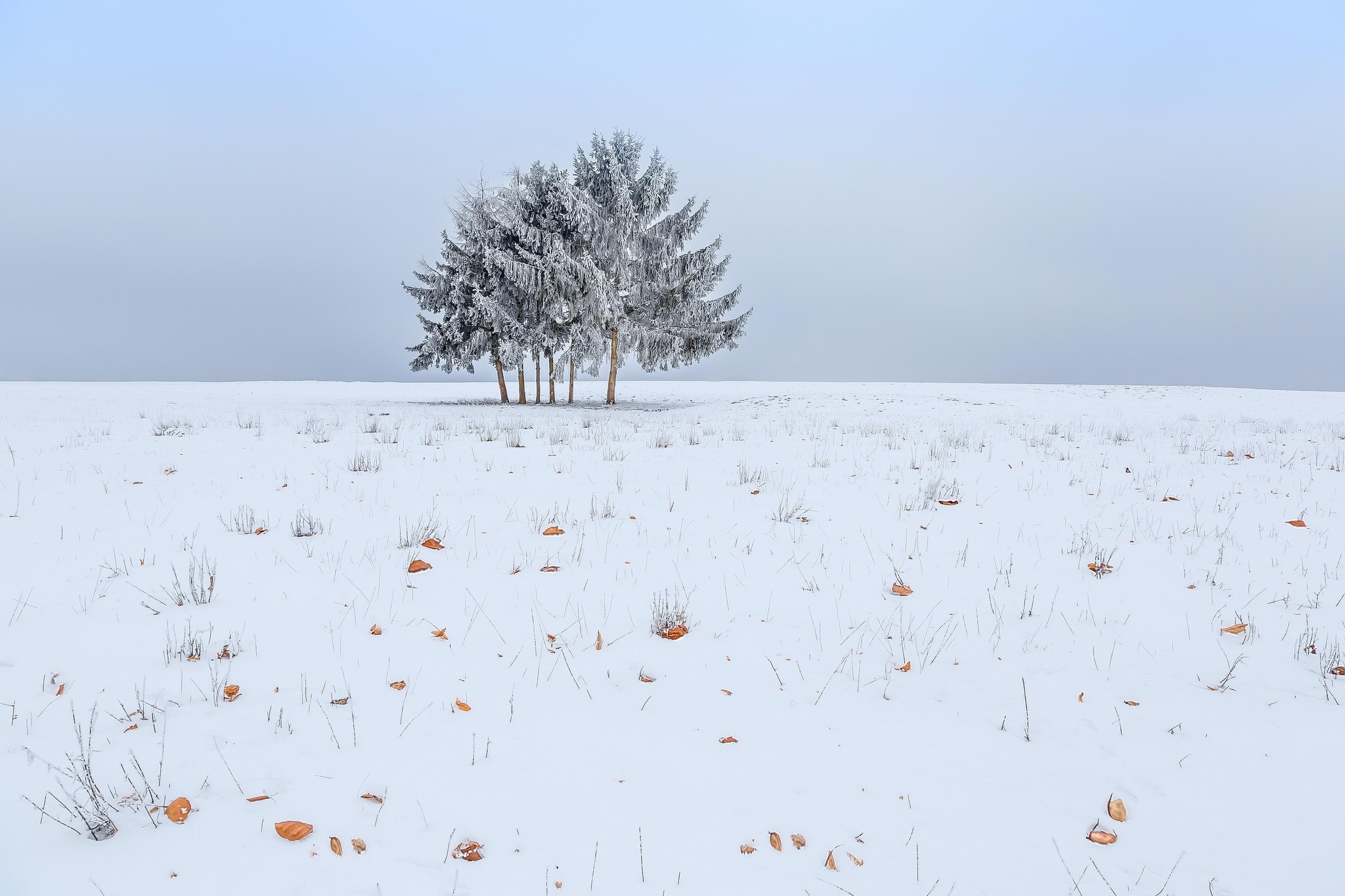 Free download wallpaper Winter, Nature, Snow, Tree, Earth on your PC desktop