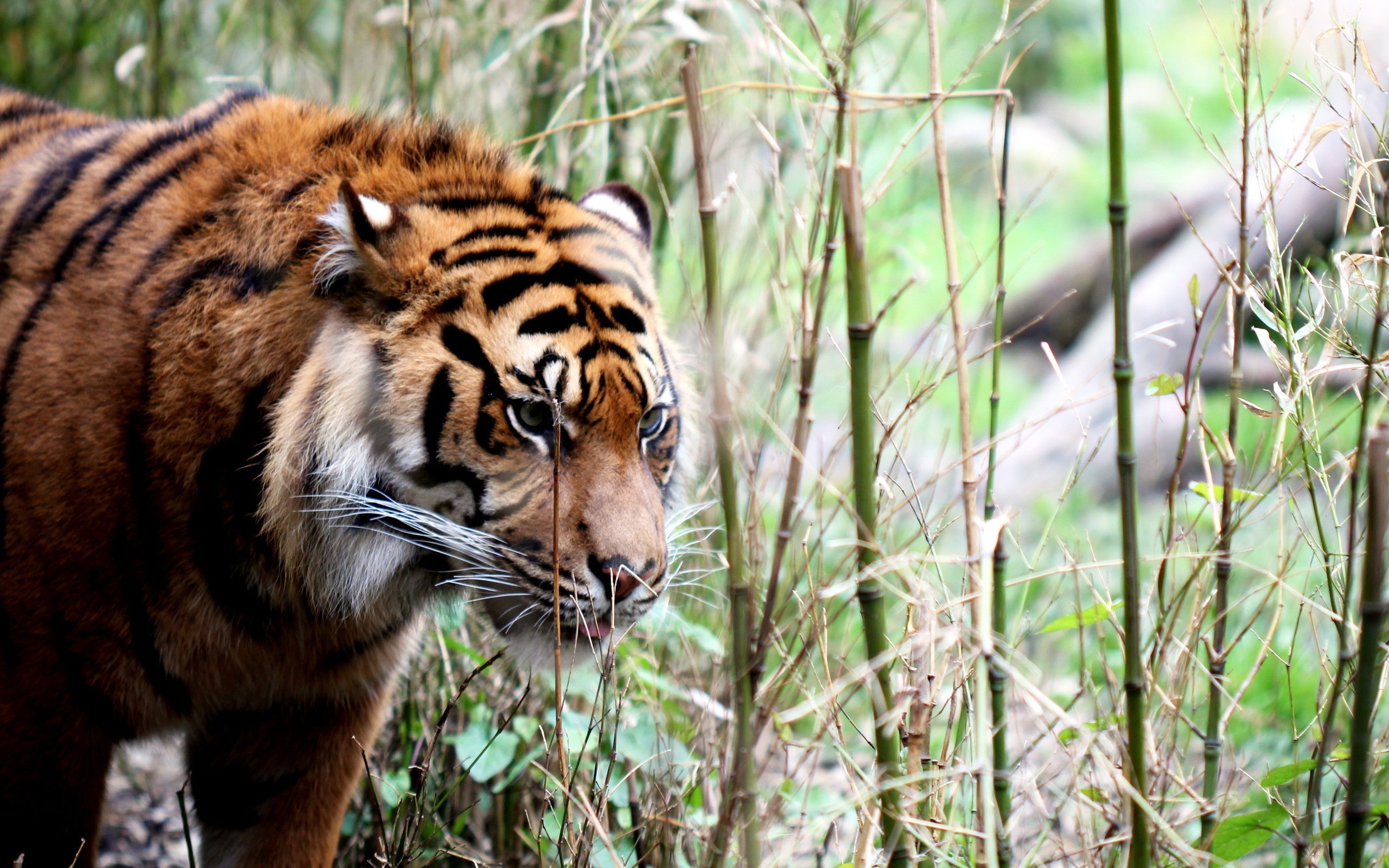 47623 Bild herunterladen tiere, tigers - Hintergrundbilder und Bildschirmschoner kostenlos