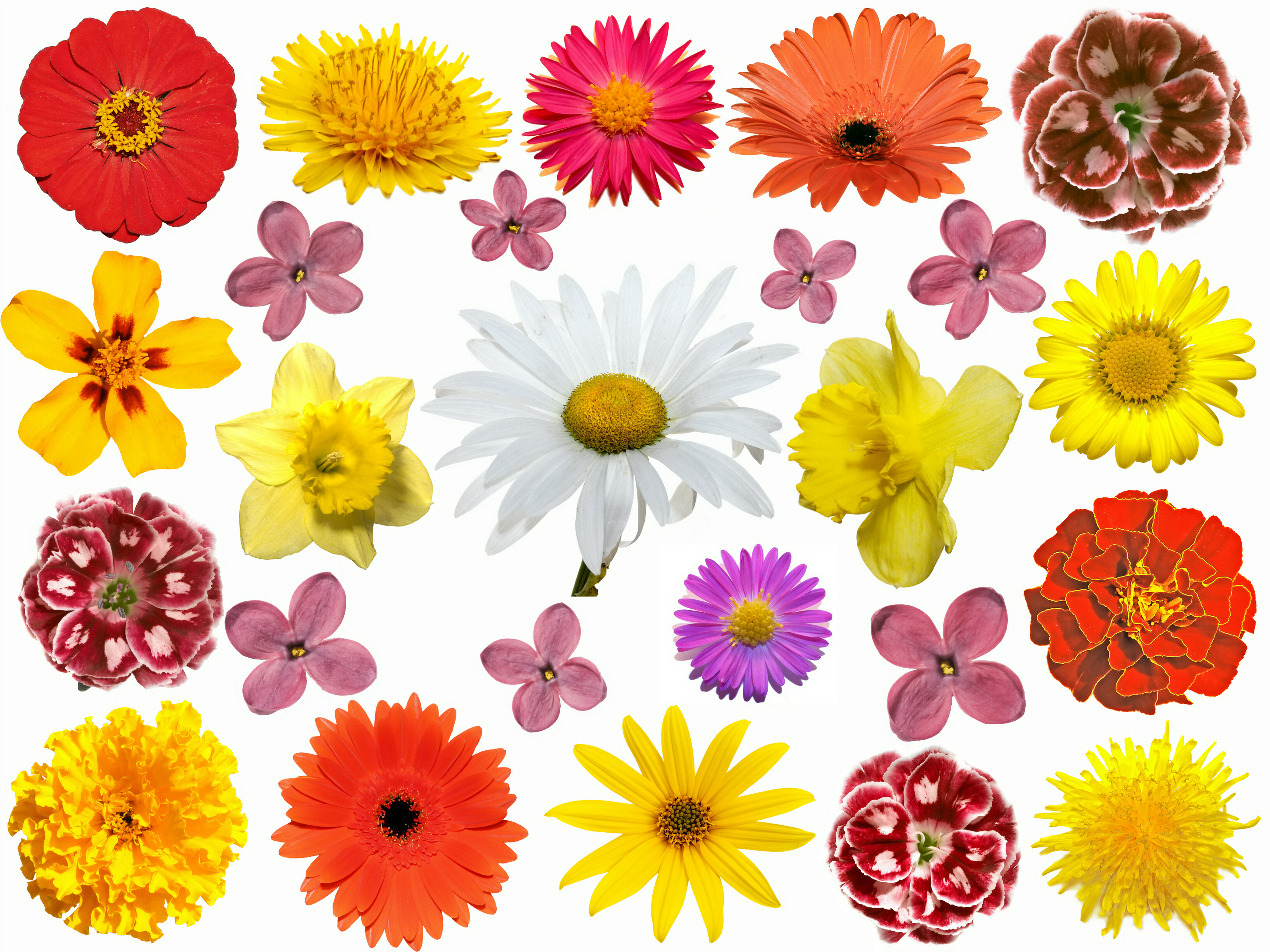 Flowers  8k Backgrounds