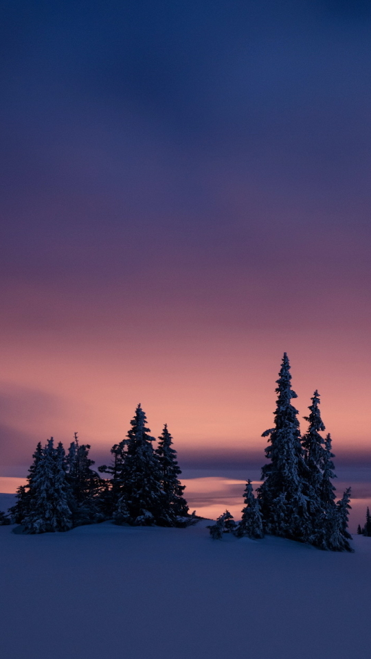 Скачать картинку Зима, Природа, Ночь, Снег, Дерево, Земля/природа в телефон бесплатно.