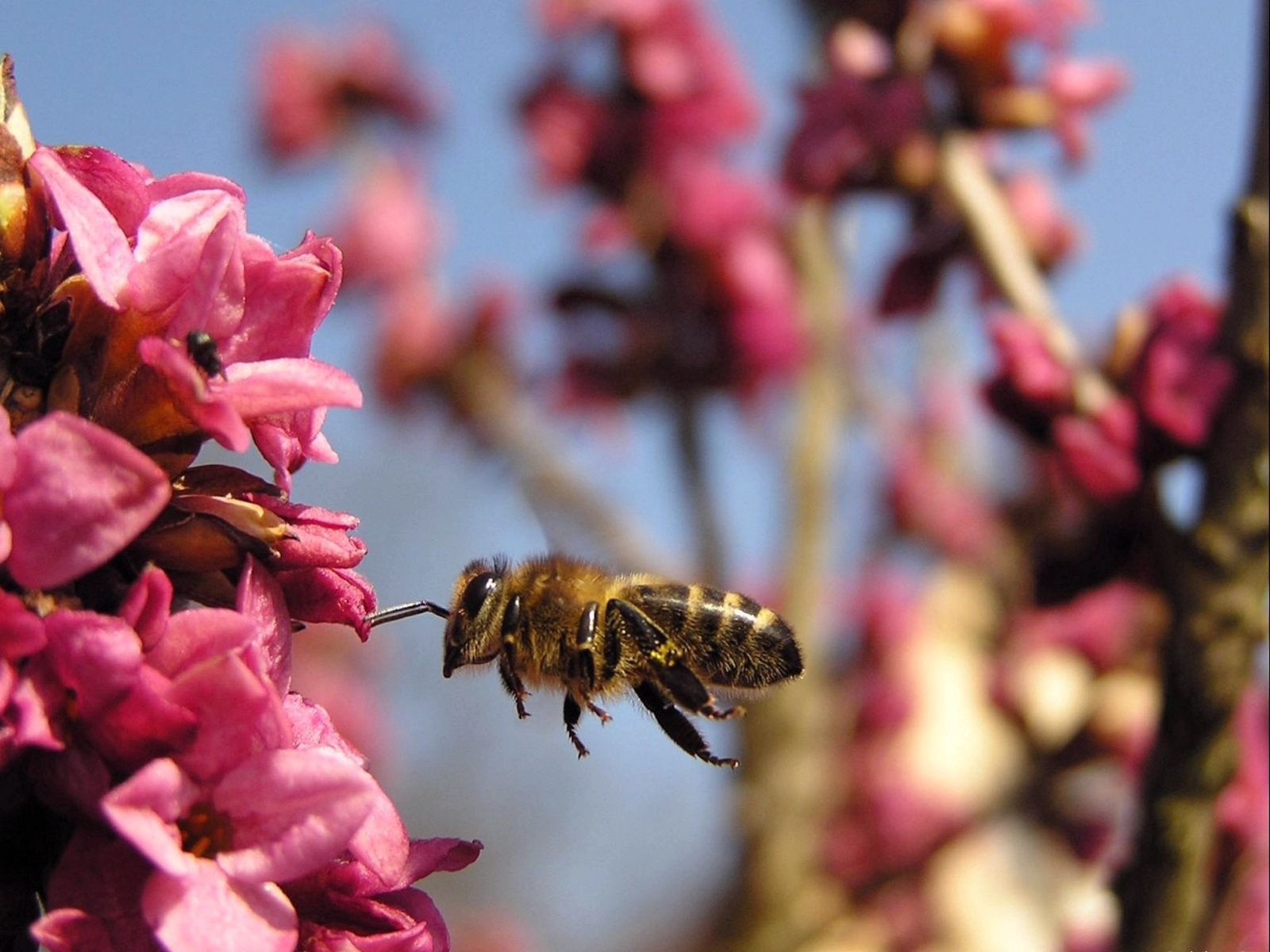 Laden Sie das Makro, Flug, Bestäubung, Biene, Blume-Bild kostenlos auf Ihren PC-Desktop herunter