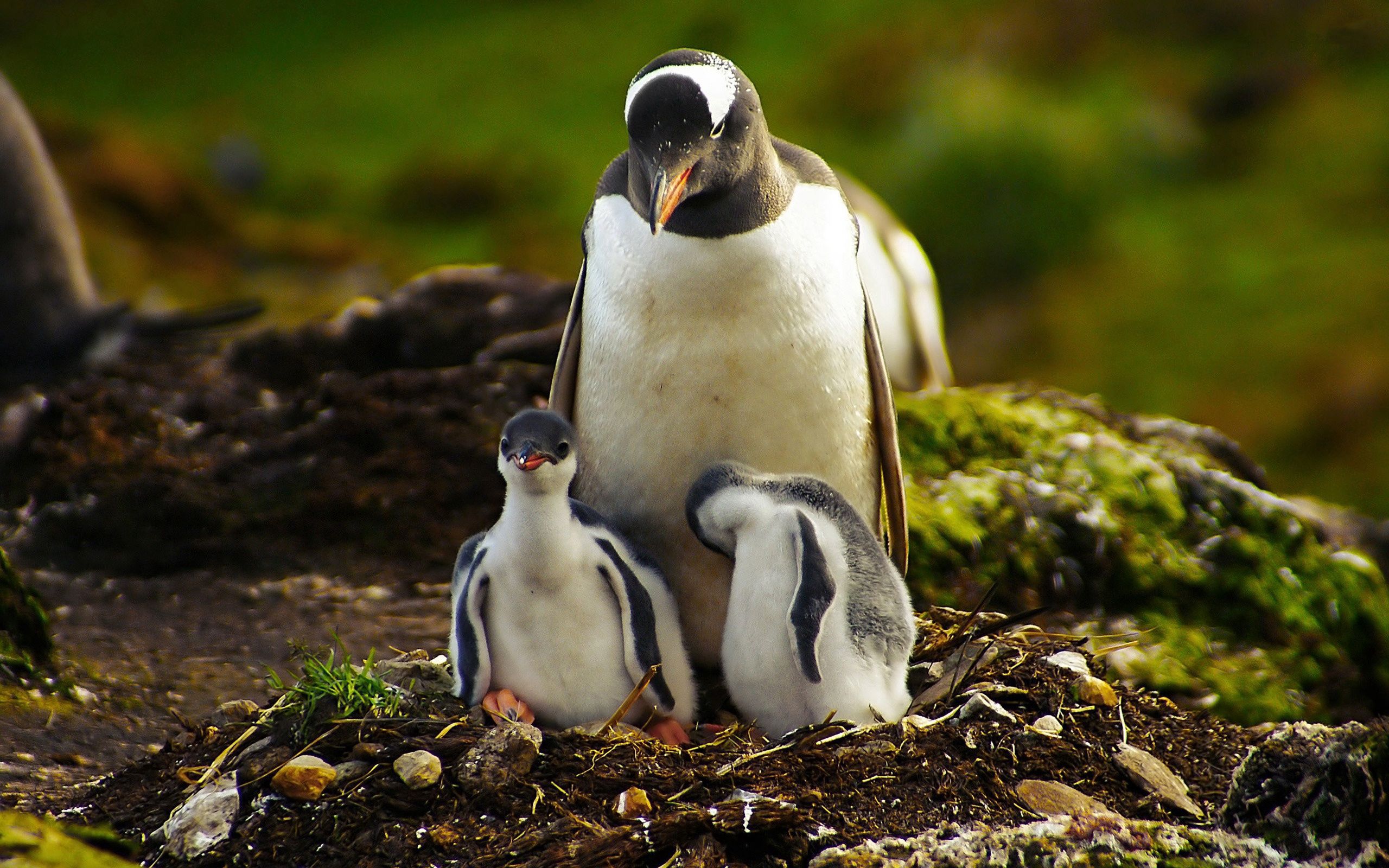 Free download wallpaper Grass, Young, Stroll, Cubs, Animals, Penguin on your PC desktop