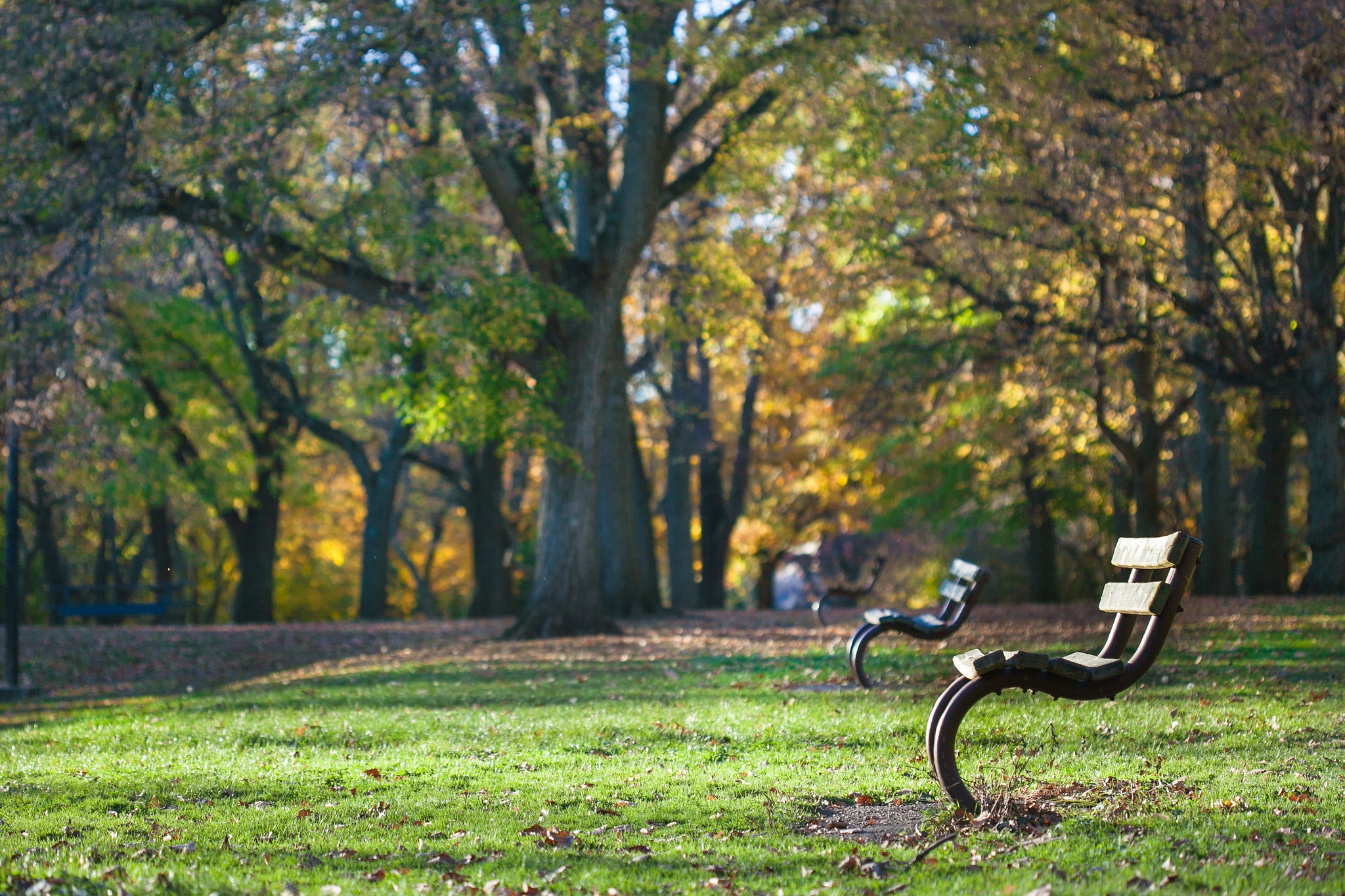 Download mobile wallpaper Park, Tree, Bench, Photography, Depth Of Field for free.