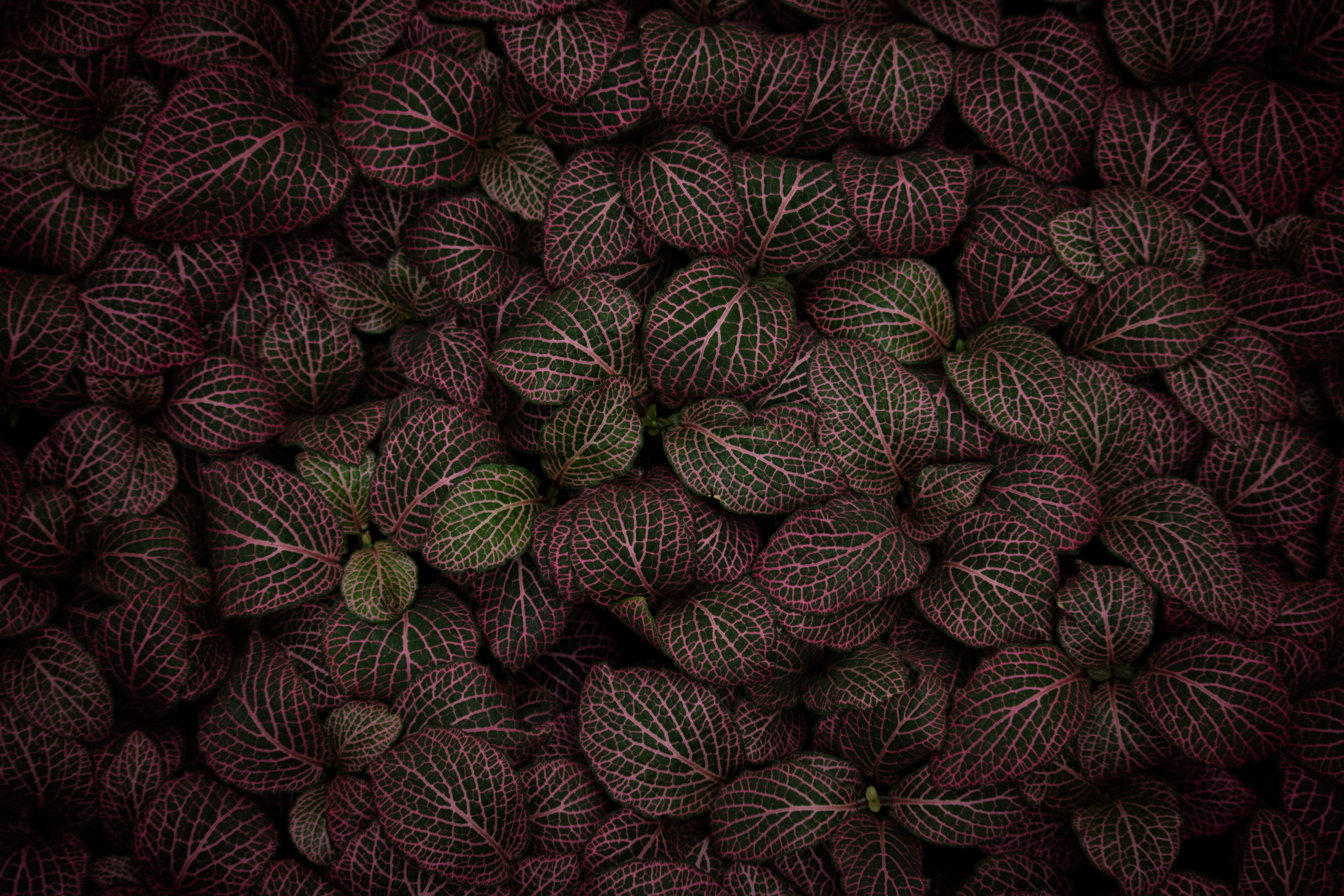 Free download wallpaper Pink, Plant, Macro, Striped, Leaves on your PC desktop