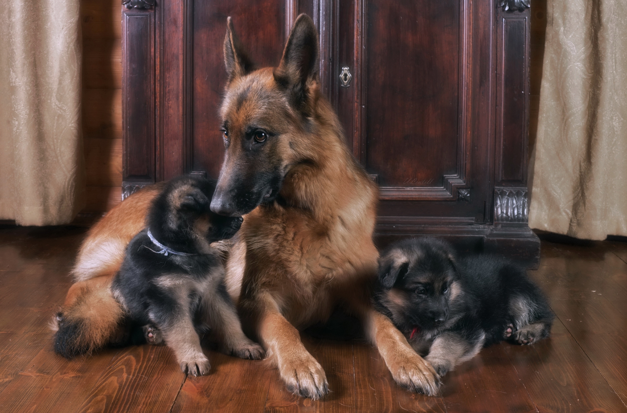 無料モバイル壁紙動物, 犬, 子犬, ジャーマンシェパード, 赤ちゃん動物をダウンロードします。