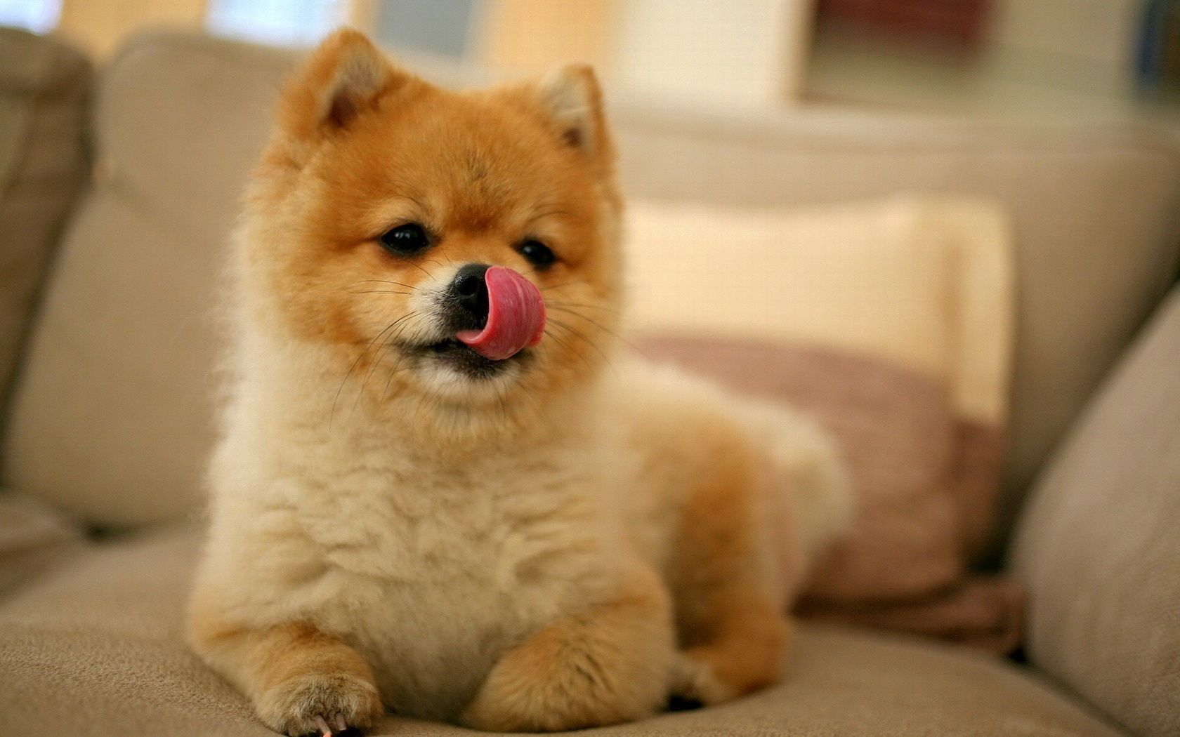puppy, muzzle, animals, small, lick your lips, licking