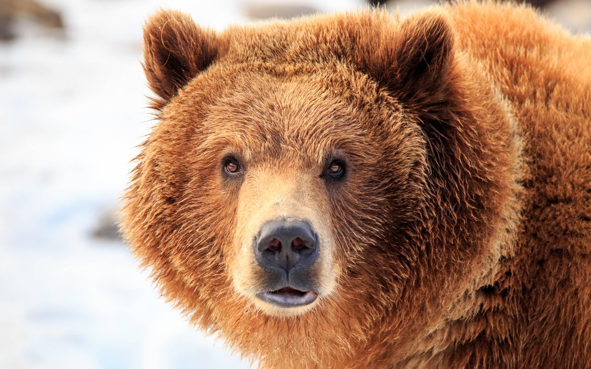 Handy-Wallpaper Tiere, Bären, Bär, Starren kostenlos herunterladen.