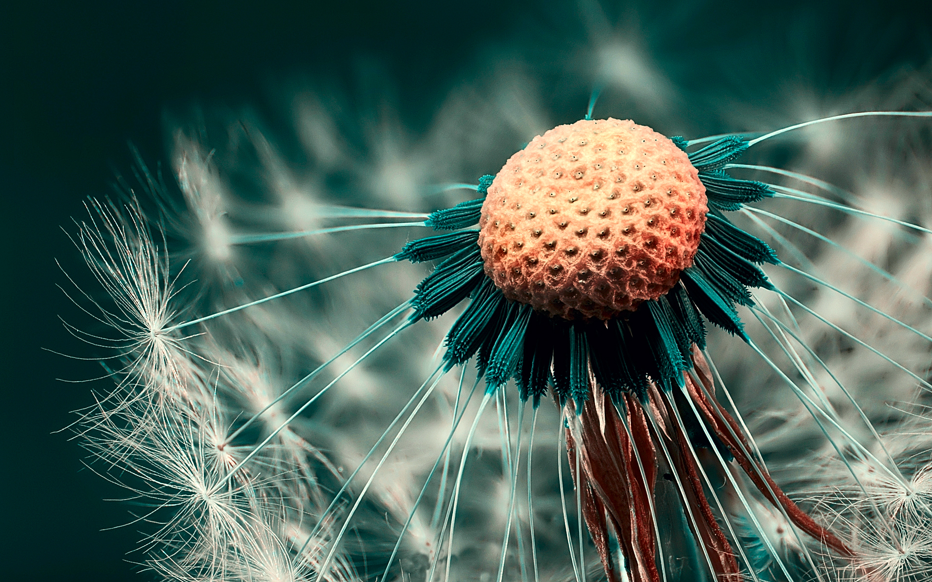 Free download wallpaper Earth, Dandelion on your PC desktop